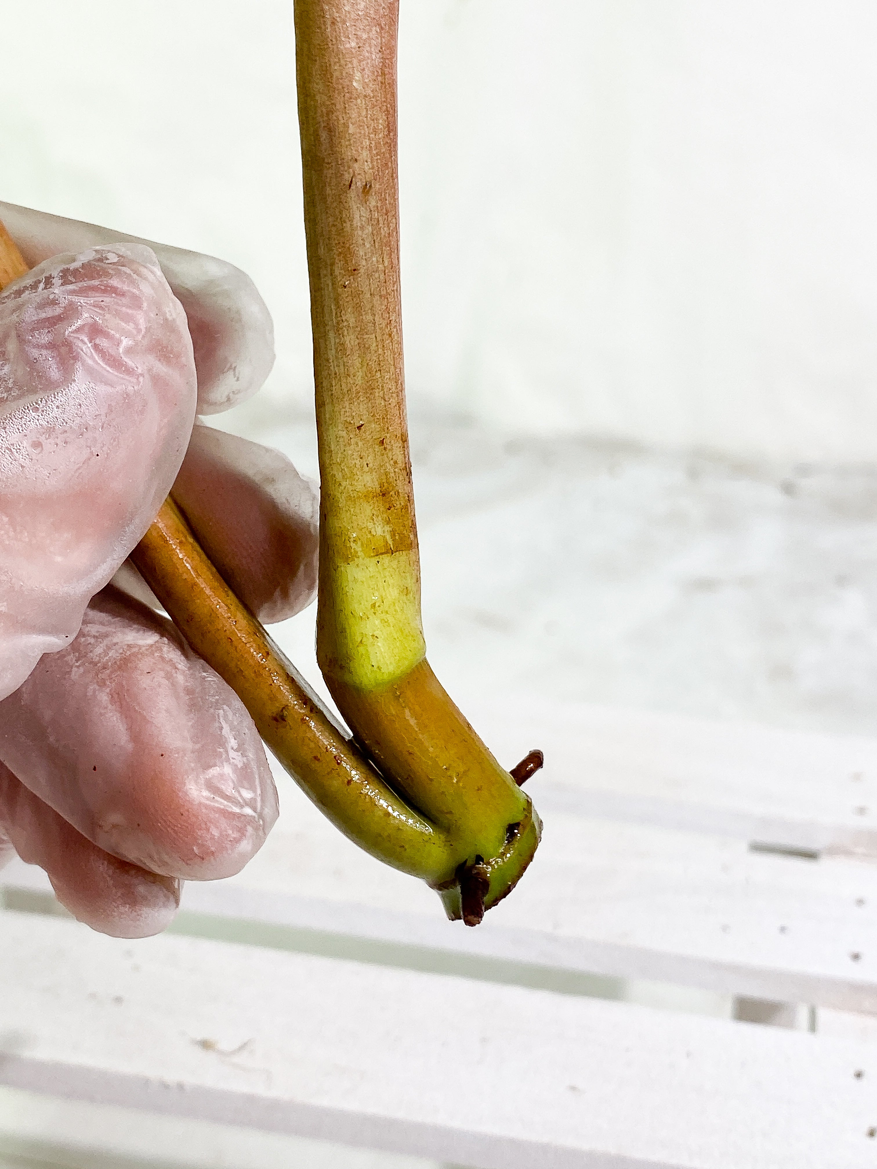 Philodendron Snowdrifts unrooted Top Cutting 2 leaves