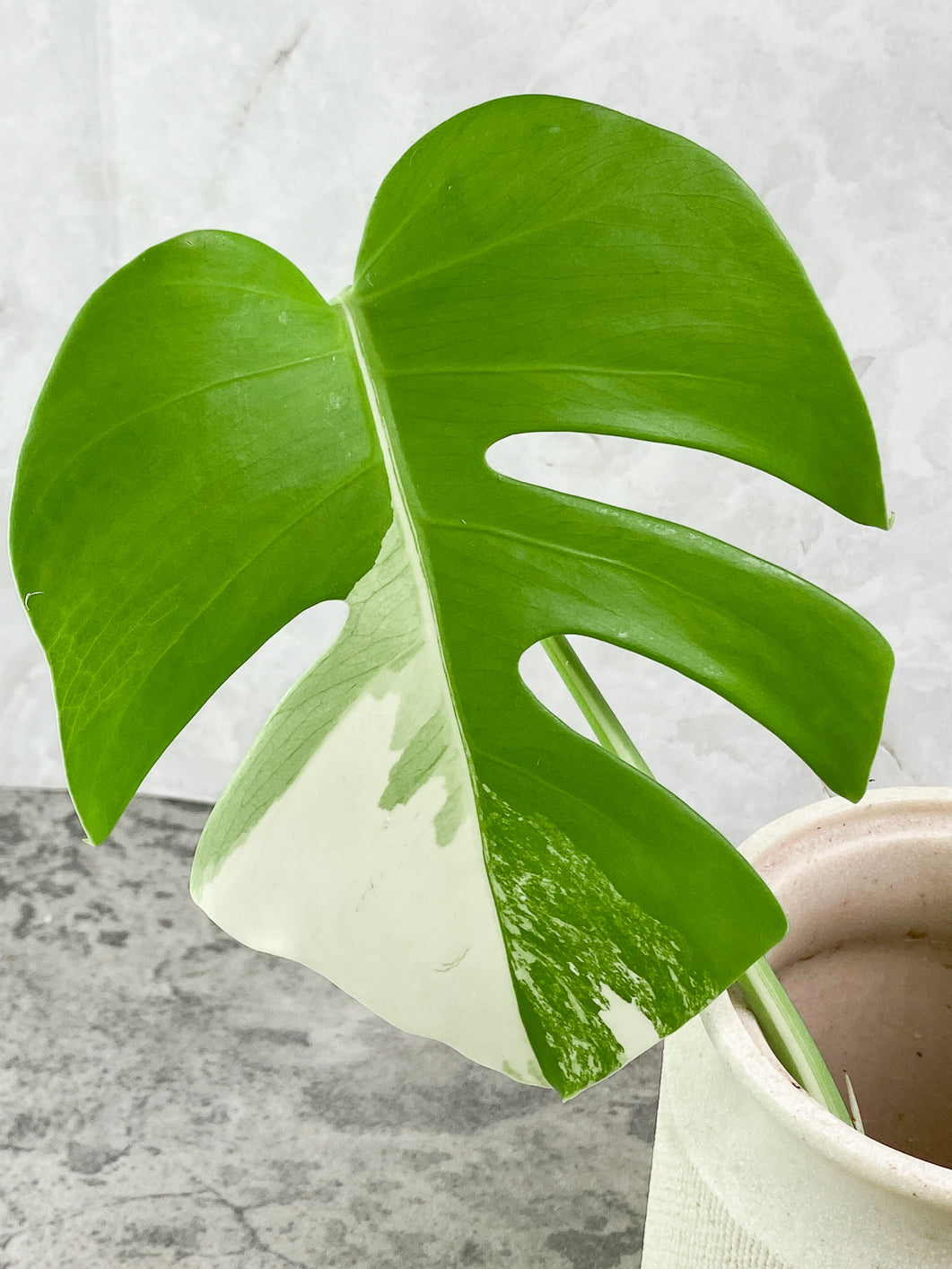 Monstera albo Variegated 1 leaf Rooting