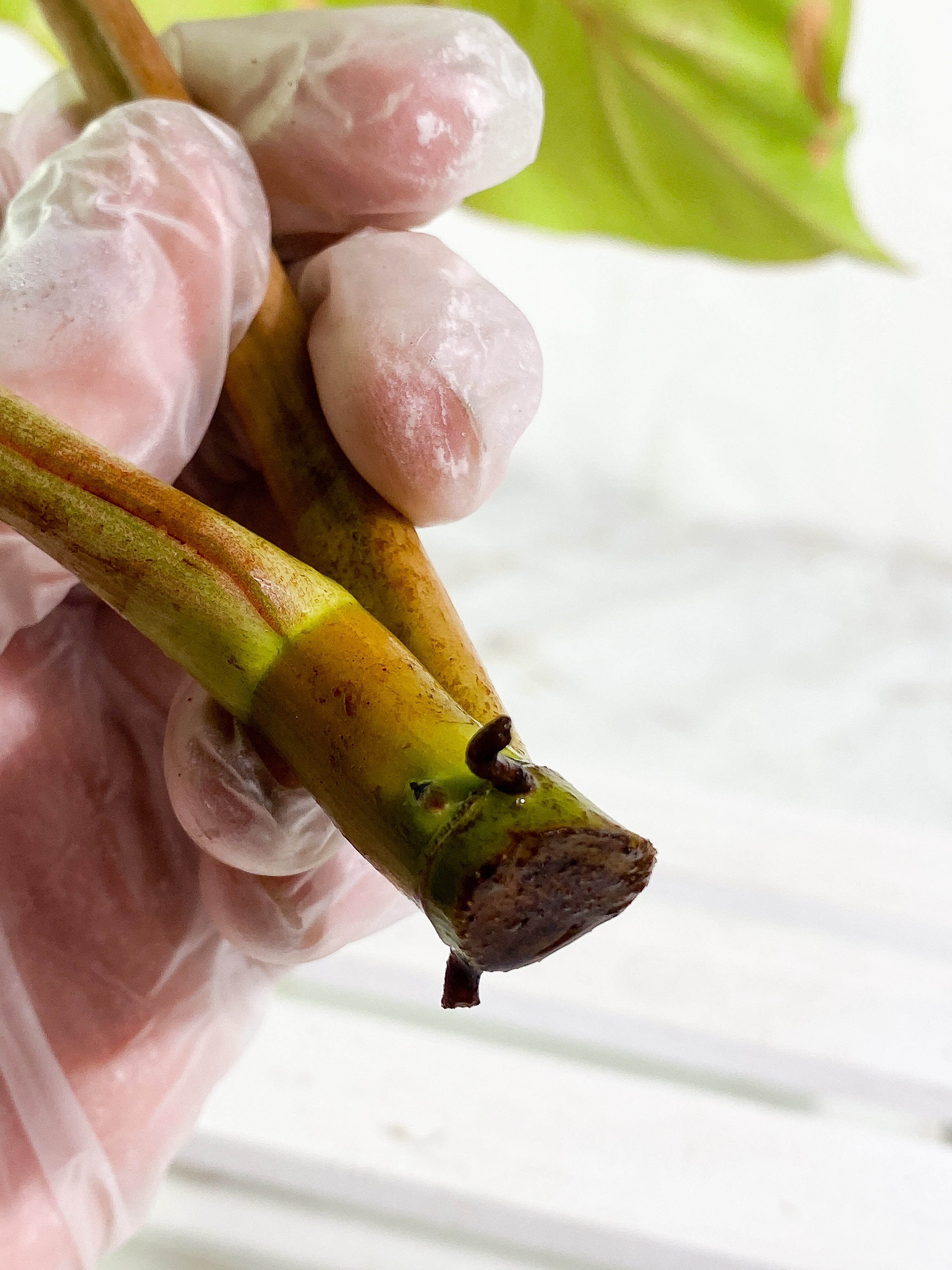 Philodendron Snowdrifts unrooted Top Cutting 2 leaves