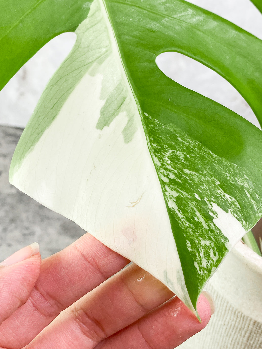 Monstera albo Variegated 1 leaf Rooting
