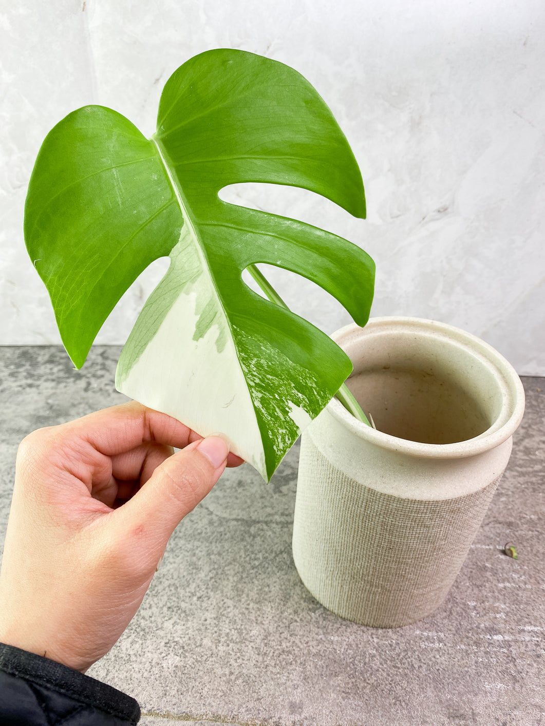 Monstera albo Variegated 1 leaf Rooting
