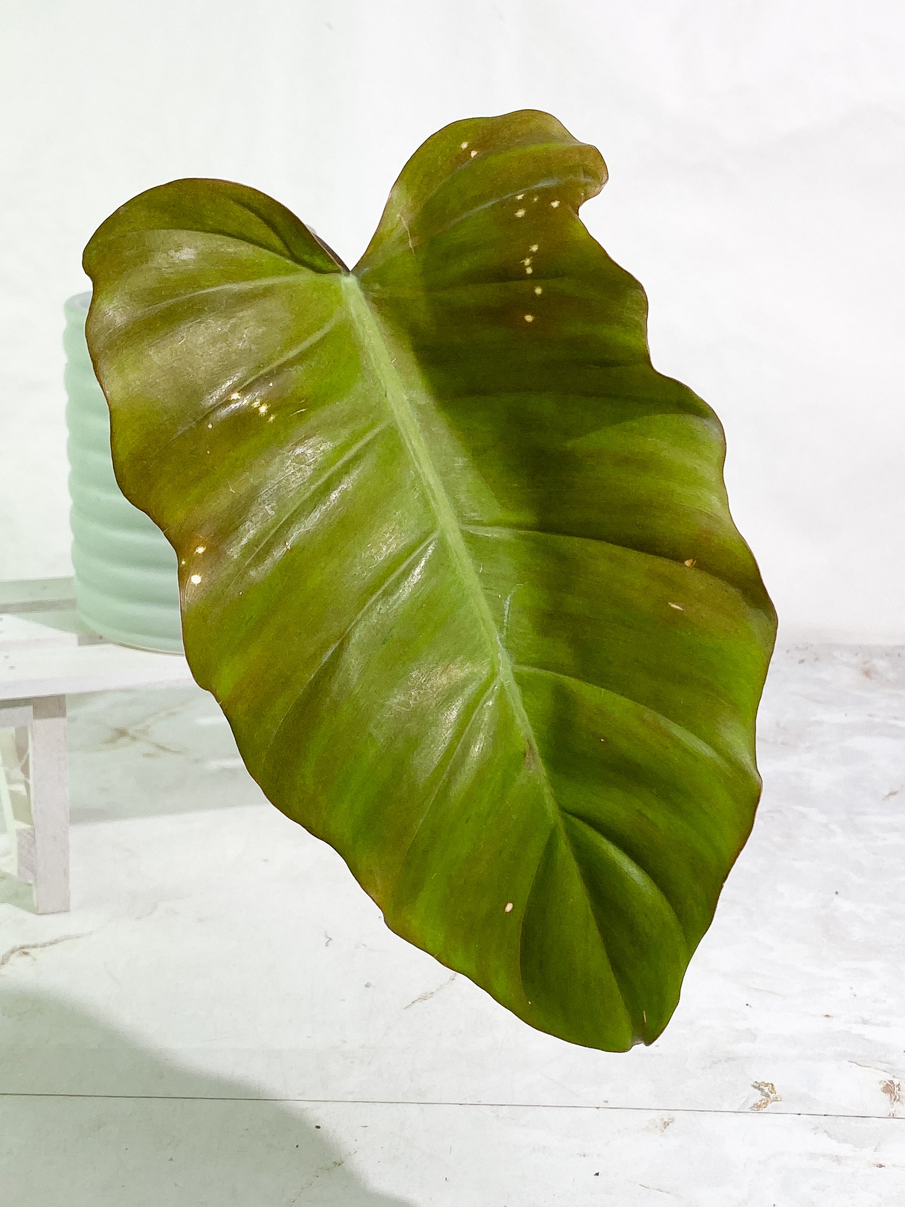 Grower Choice: Philodendron Snowdrifts Rooting 1 leaf 1 growing bud