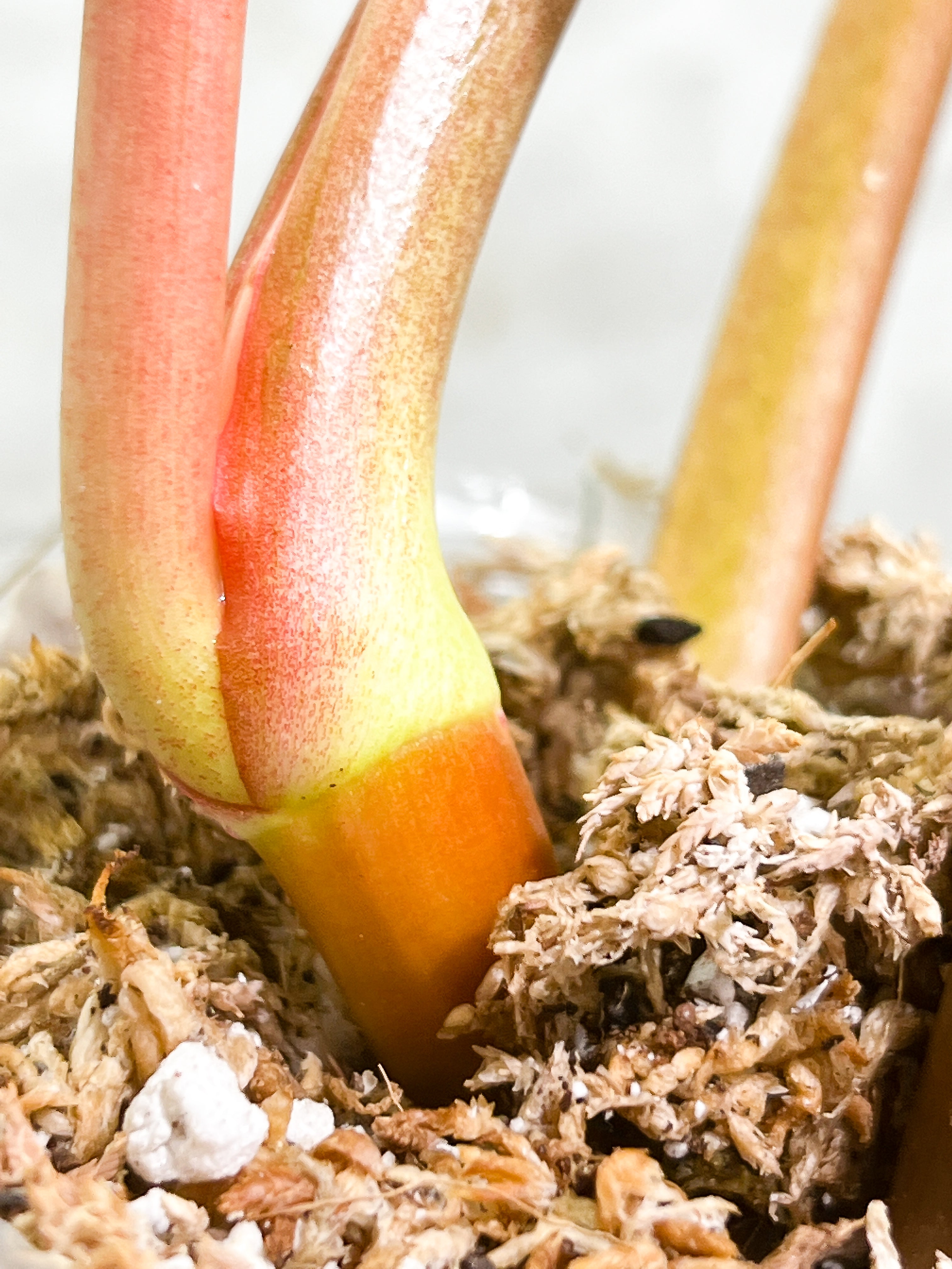 Philodendron Snowdrifts Rooted 3 leaves 1 sprout Top Cutting