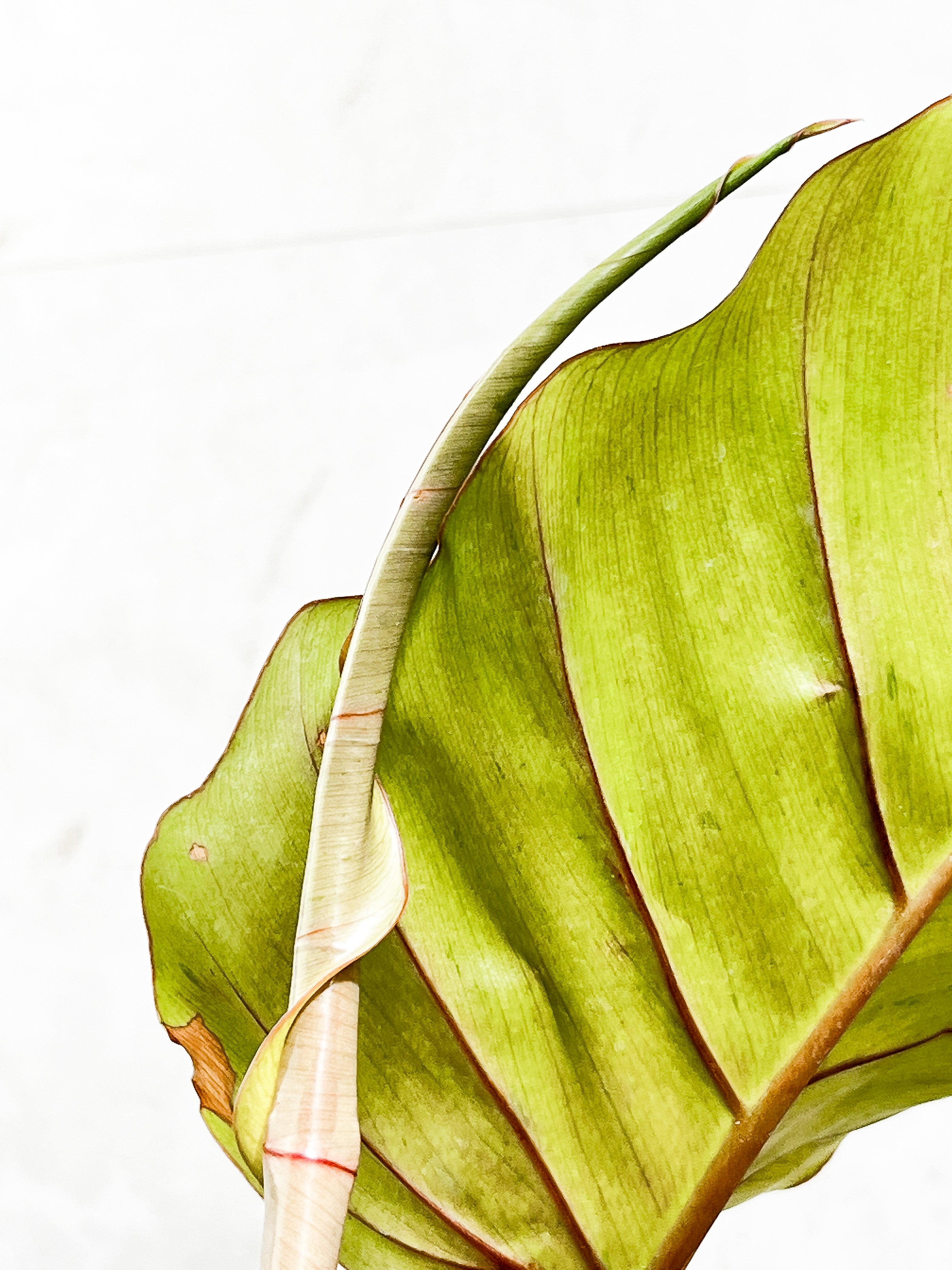 Philodendron Snowdrifts Rooted 3 leaves 1 sprout Top Cutting