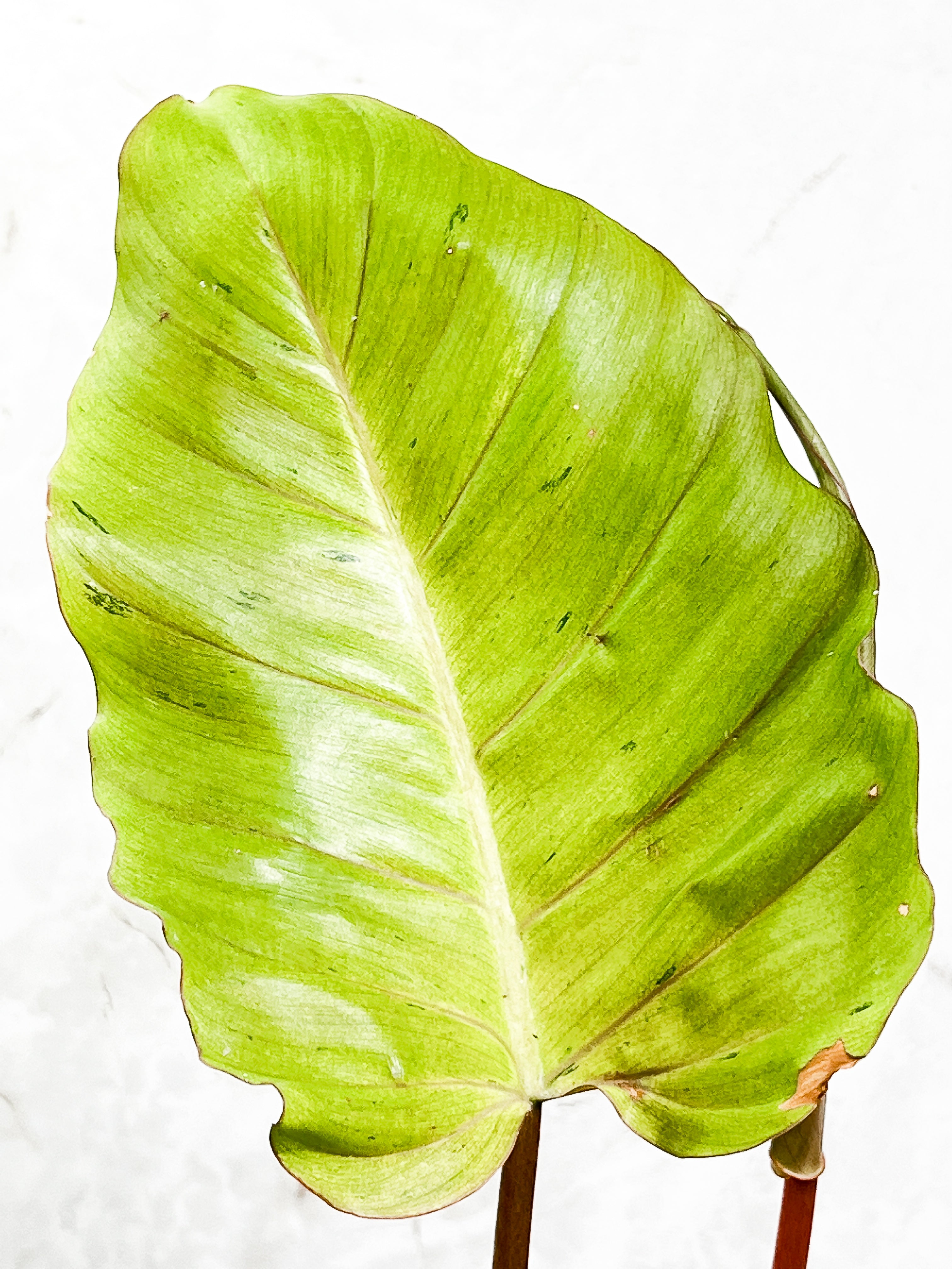 Philodendron Snowdrifts Rooted 3 leaves 1 sprout Top Cutting