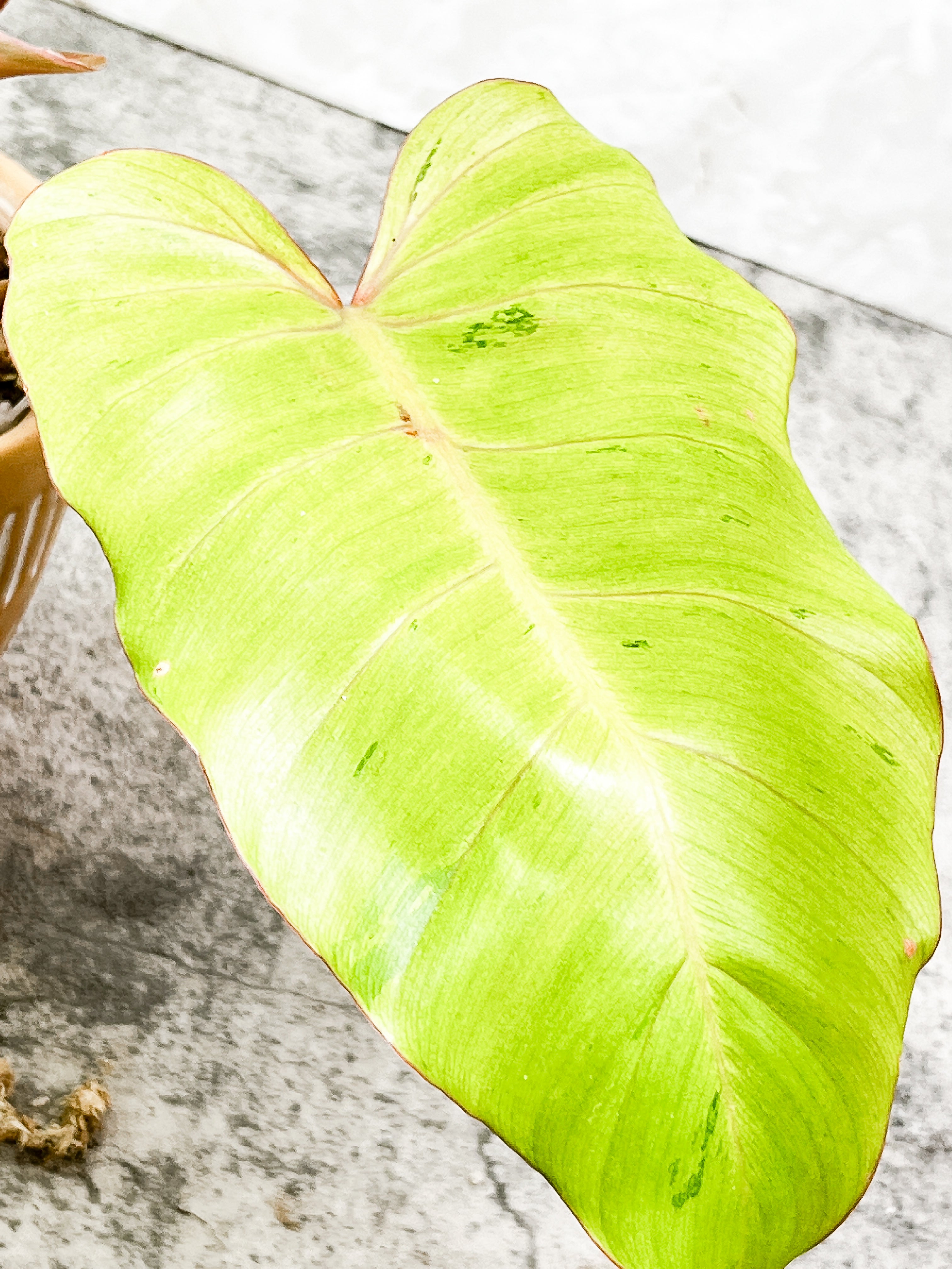 Philodendron Snowdrifts Rooted 3 leaves 1 sprout Top Cutting
