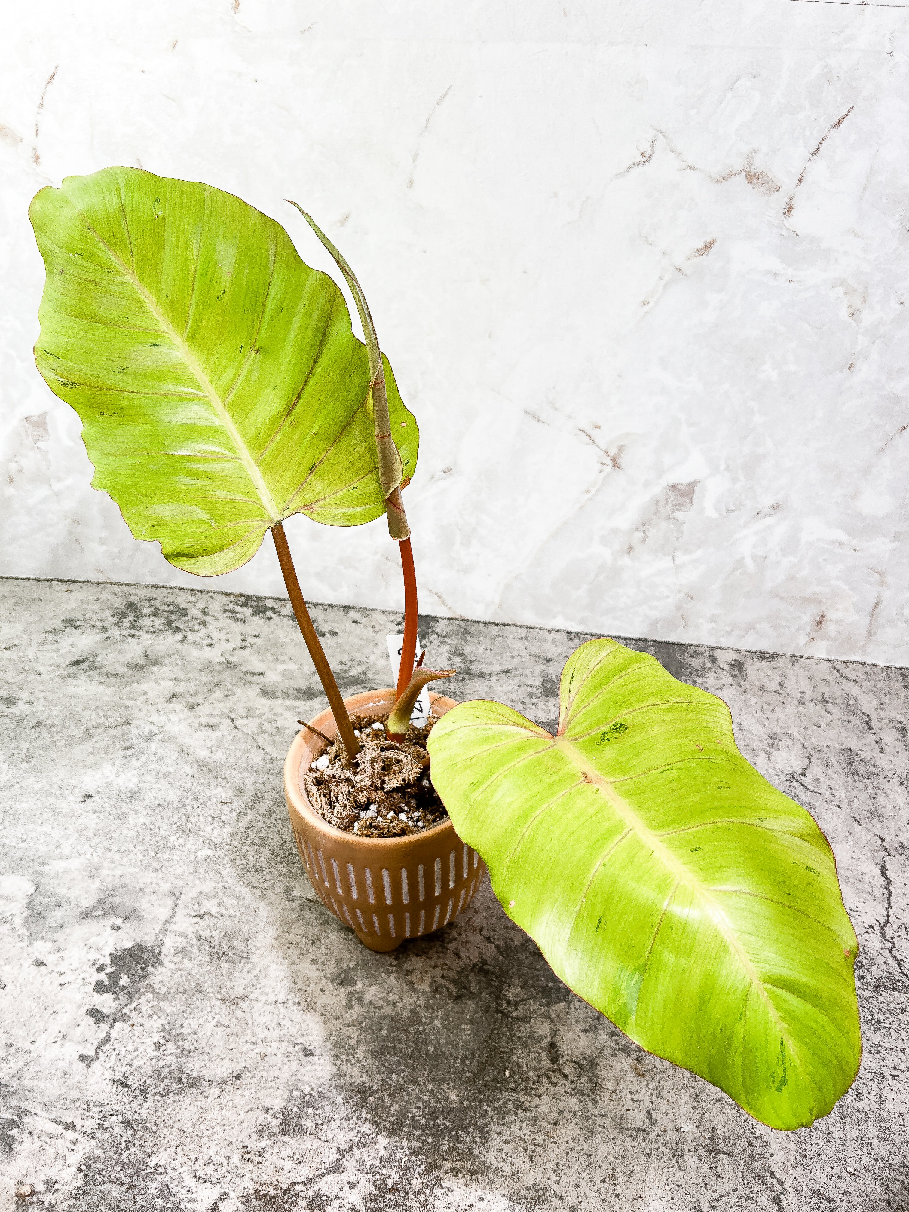 Philodendron Snowdrifts Rooted 3 leaves 1 sprout Top Cutting
