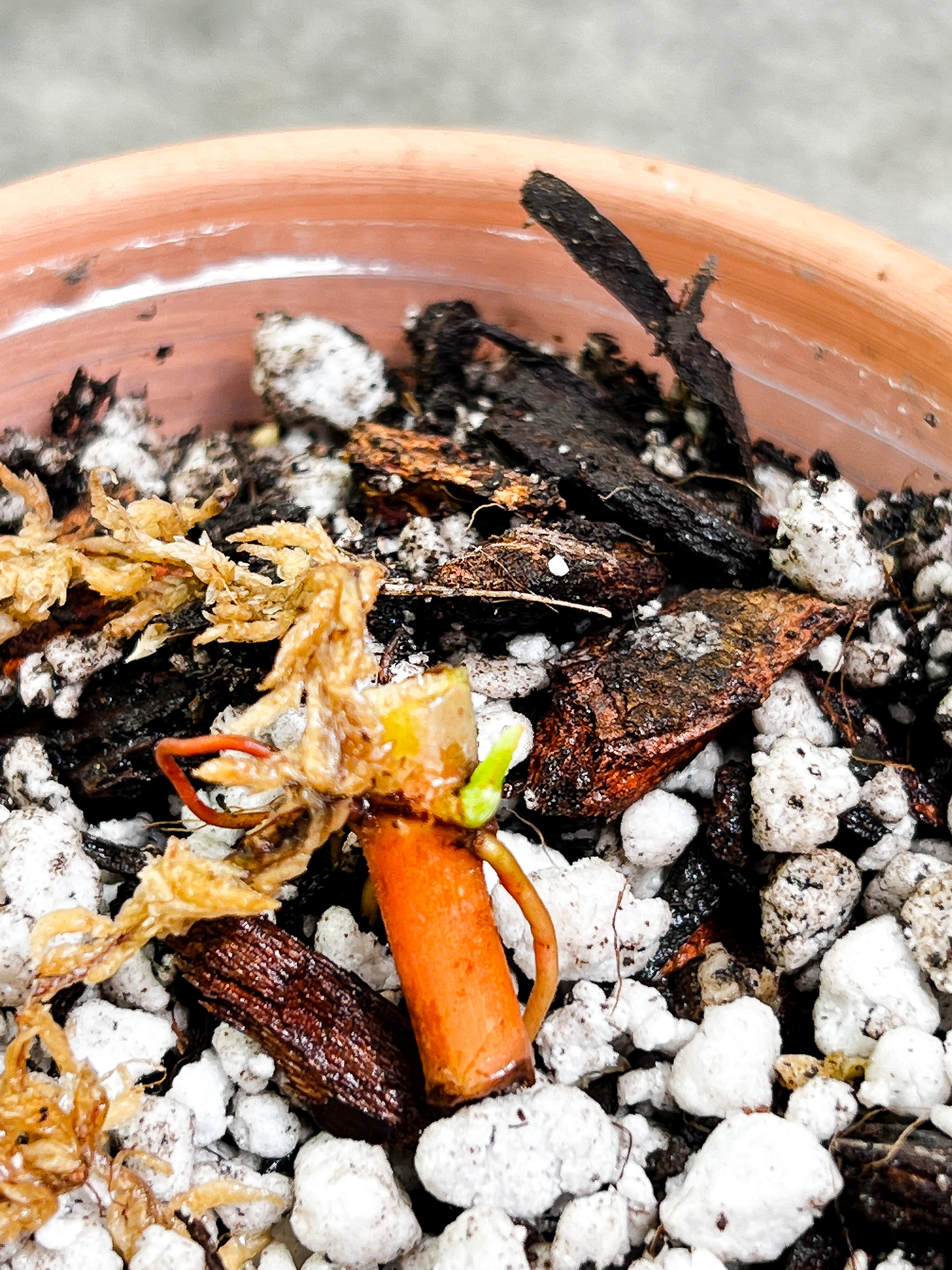 Grower Choice: Philodendron verrucosum cobra Rooted sprout