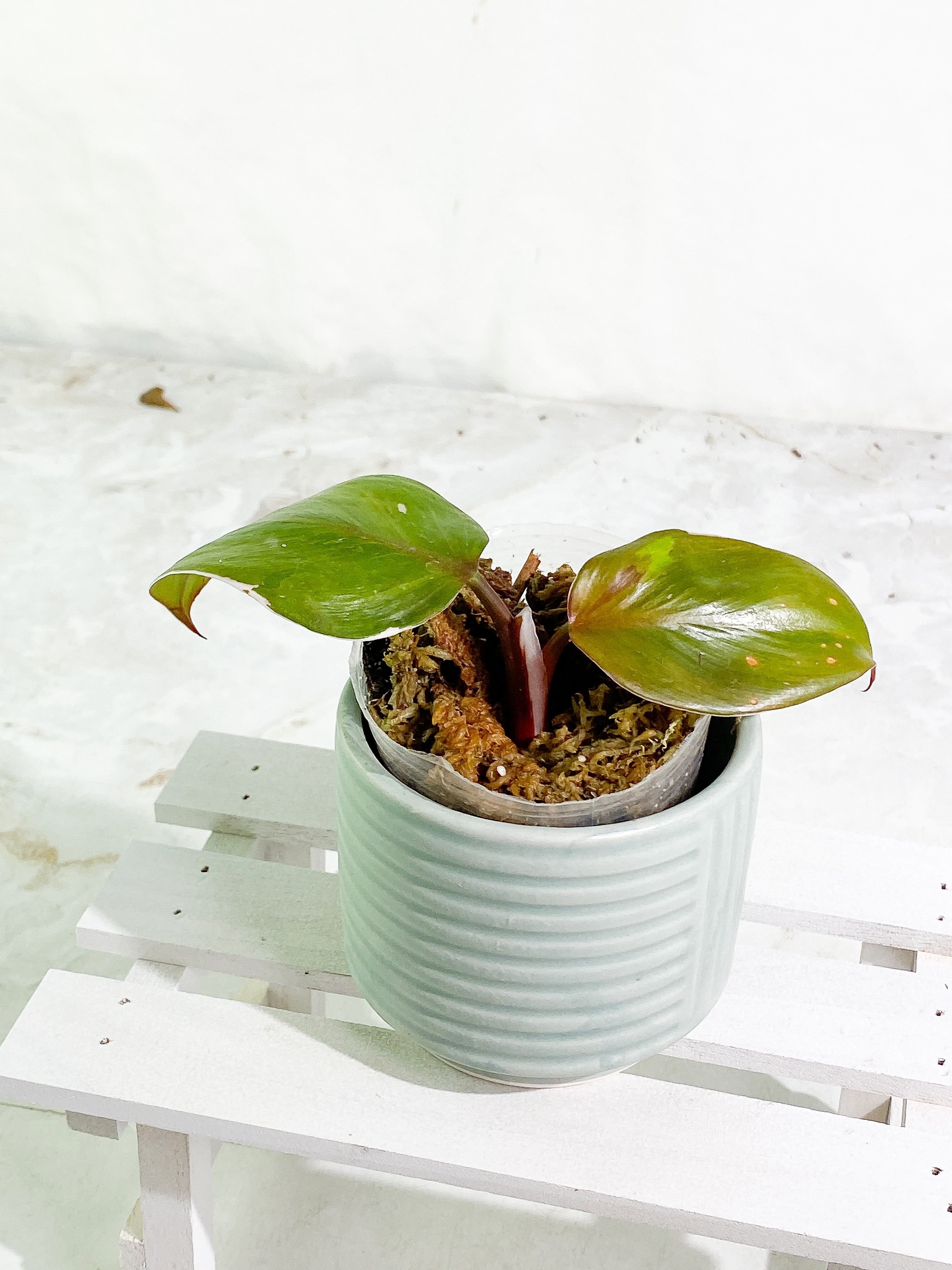 Philodendron white knight tricolor rooting 2 leaves