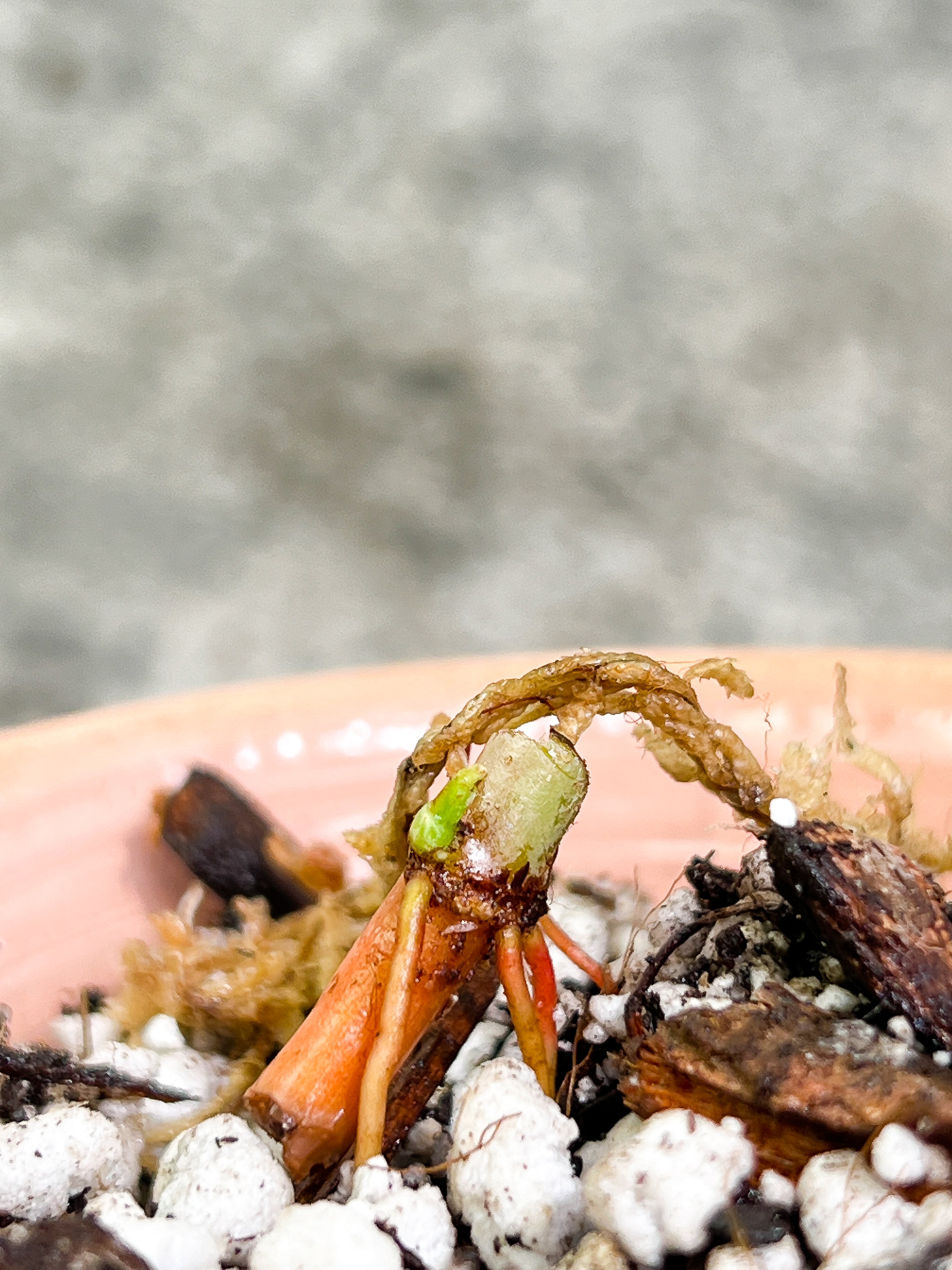 Grower Choice: Philodendron verrucosum cobra Rooted sprout