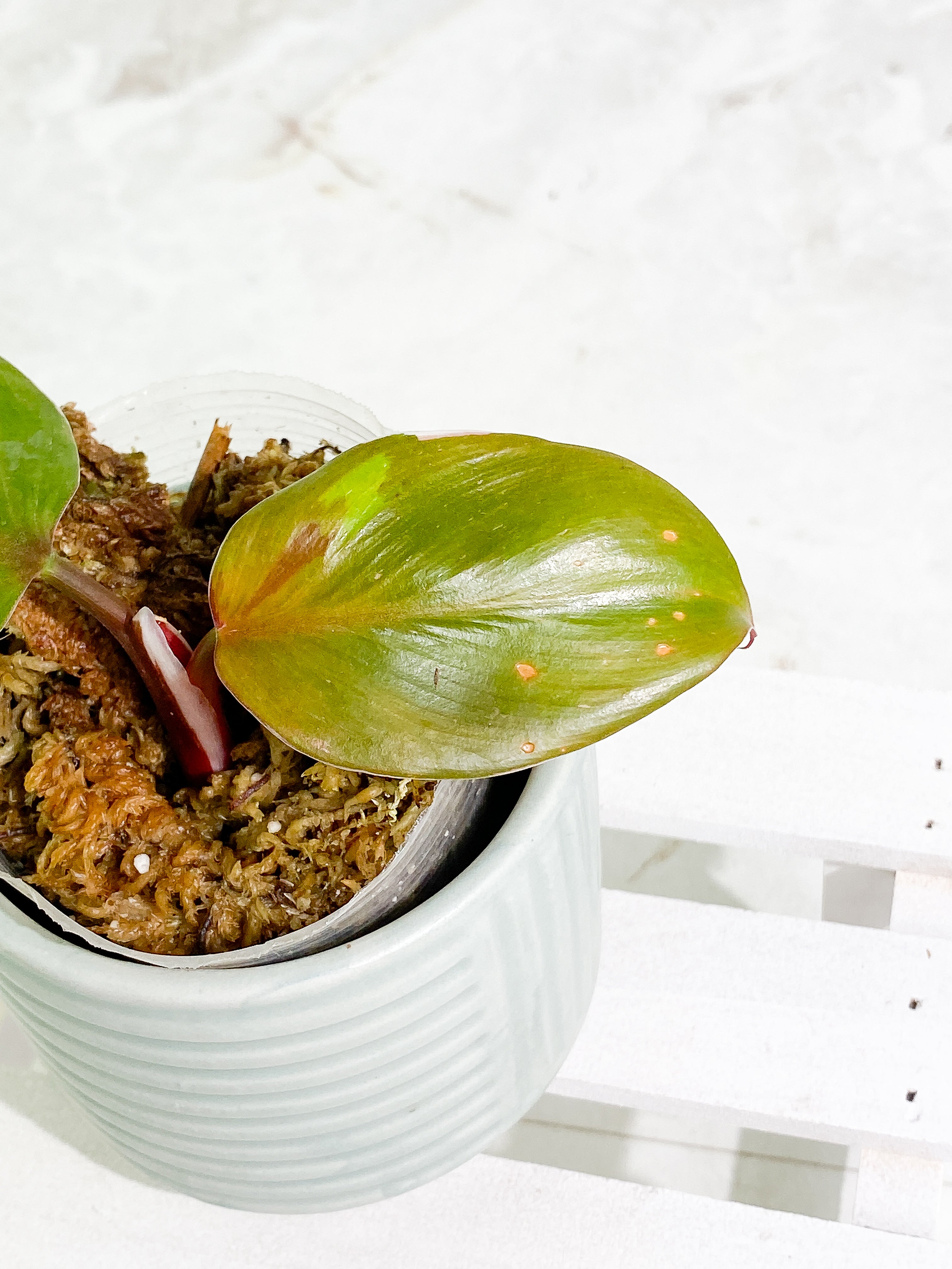 Philodendron white knight tricolor rooting 2 leaves