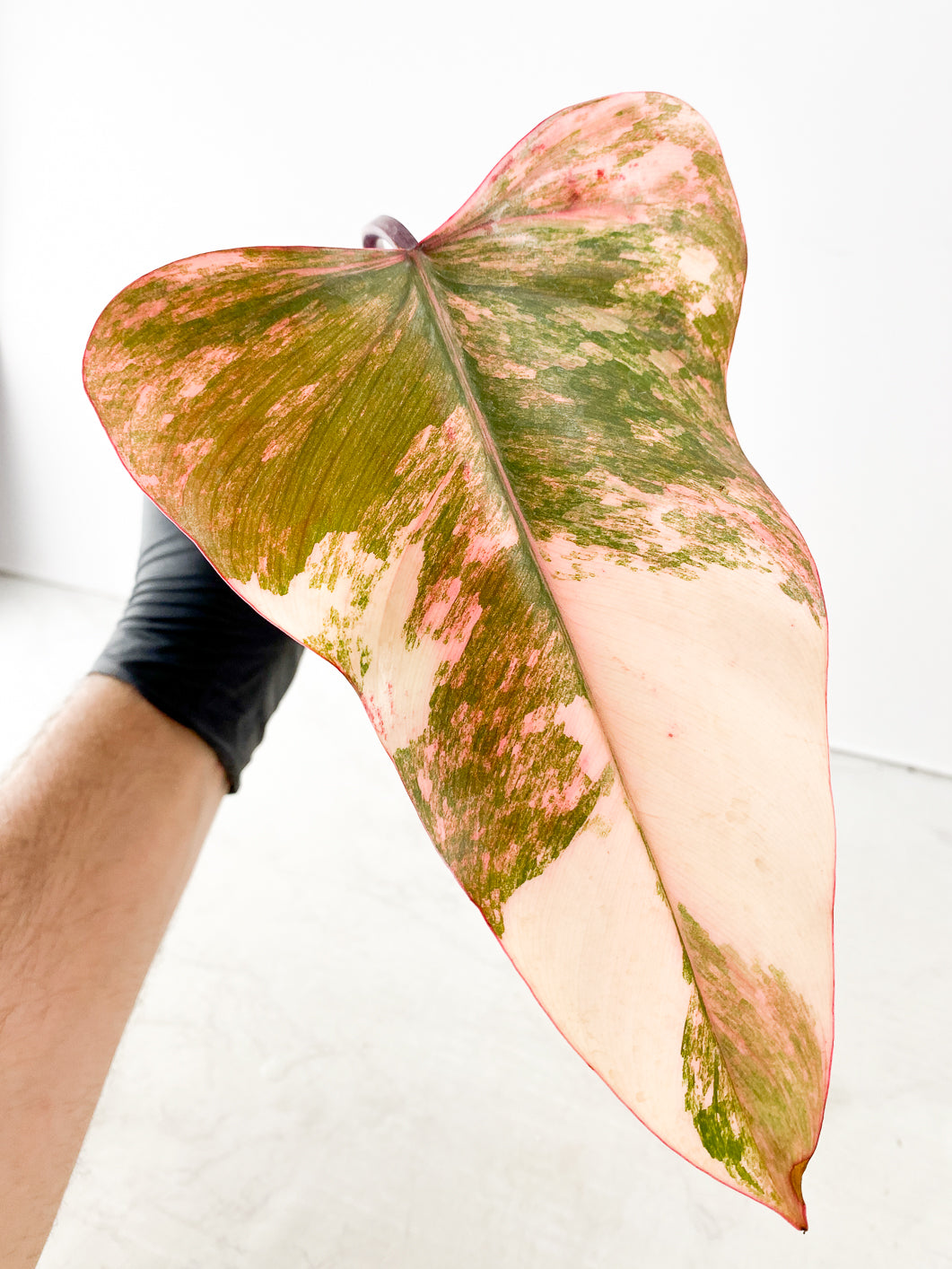 Philodendron Strawberry Shake 1 leaf 1 Sprout