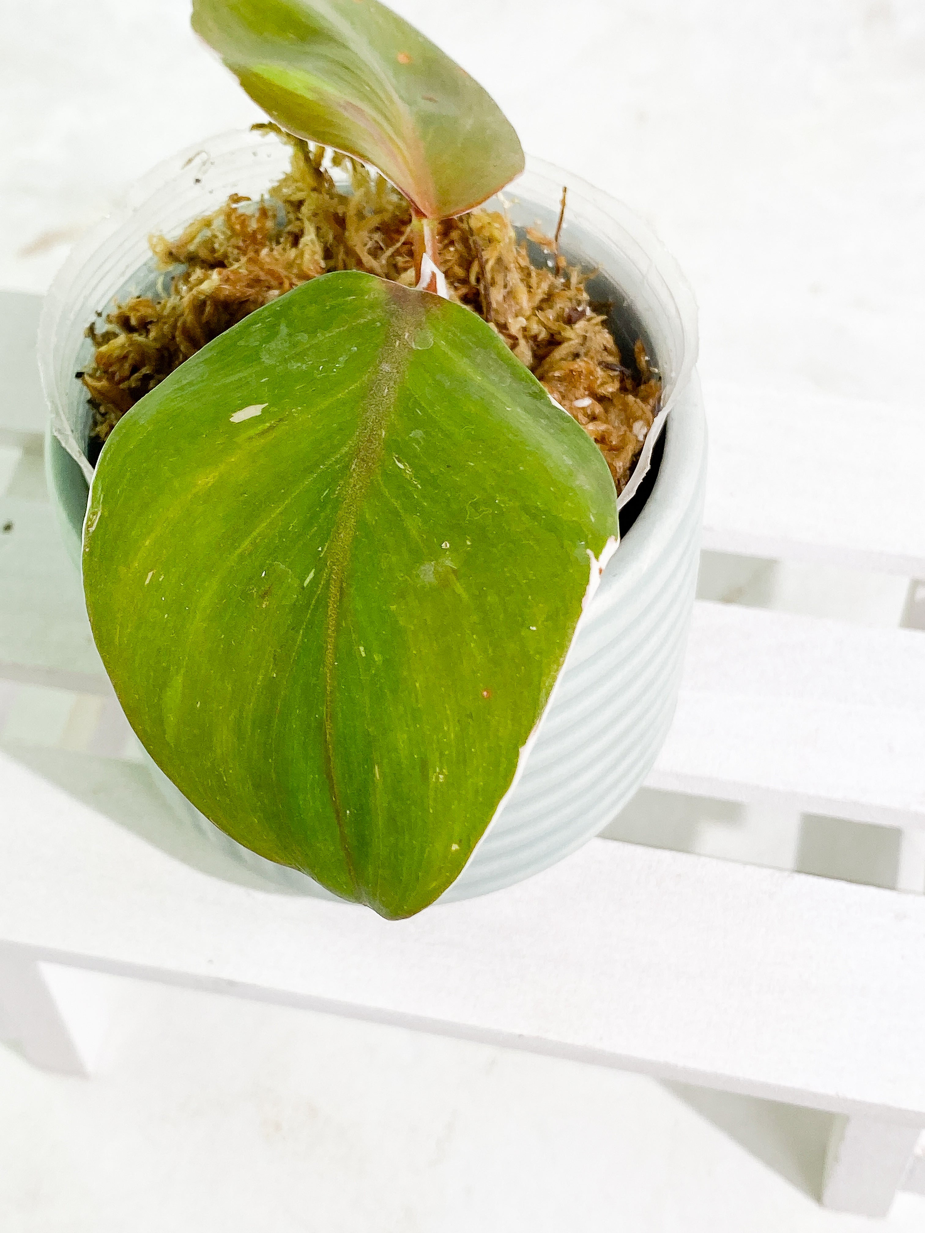 Philodendron white knight tricolor rooting 2 leaves