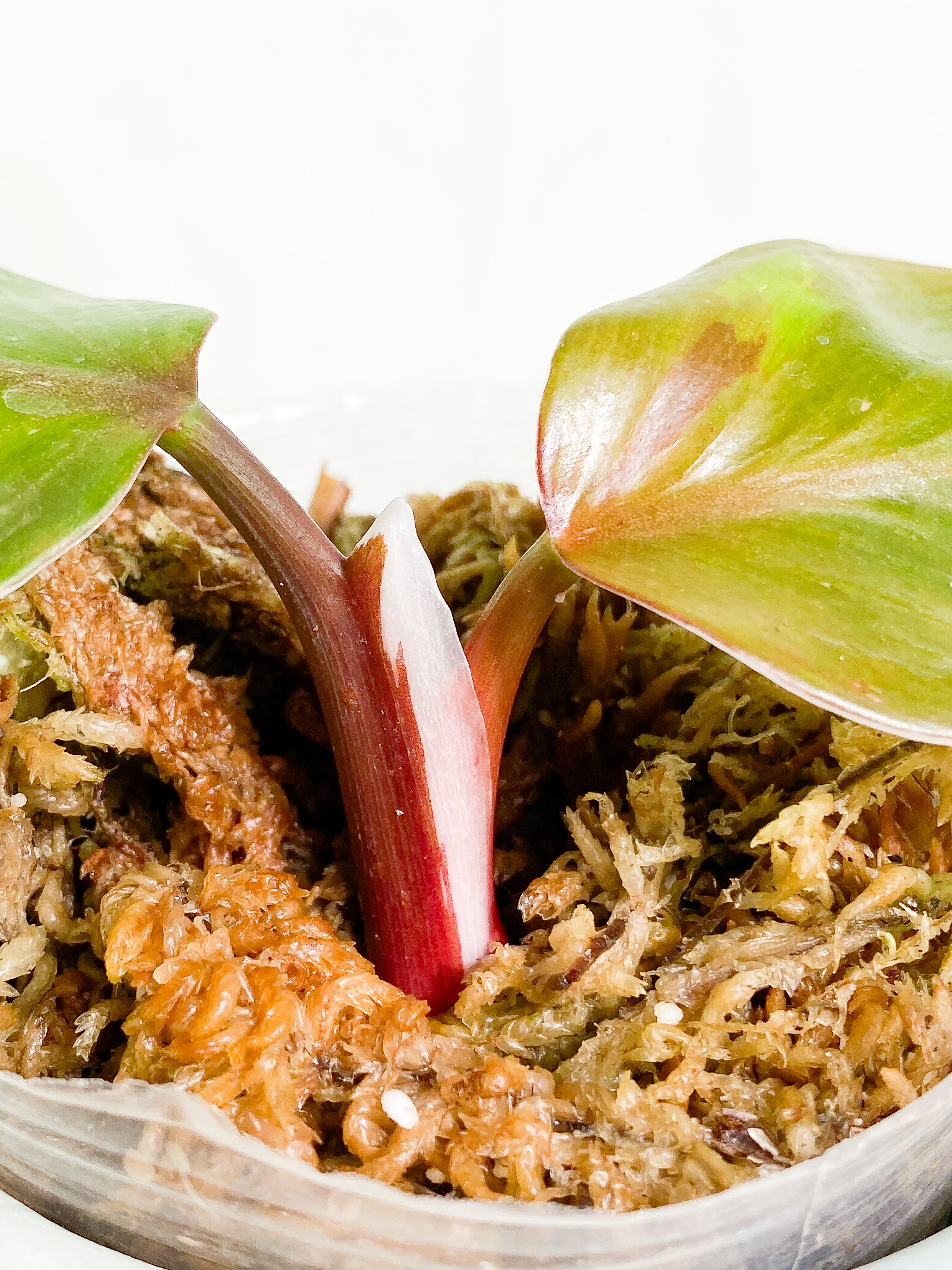 Philodendron white knight tricolor rooting 2 leaves