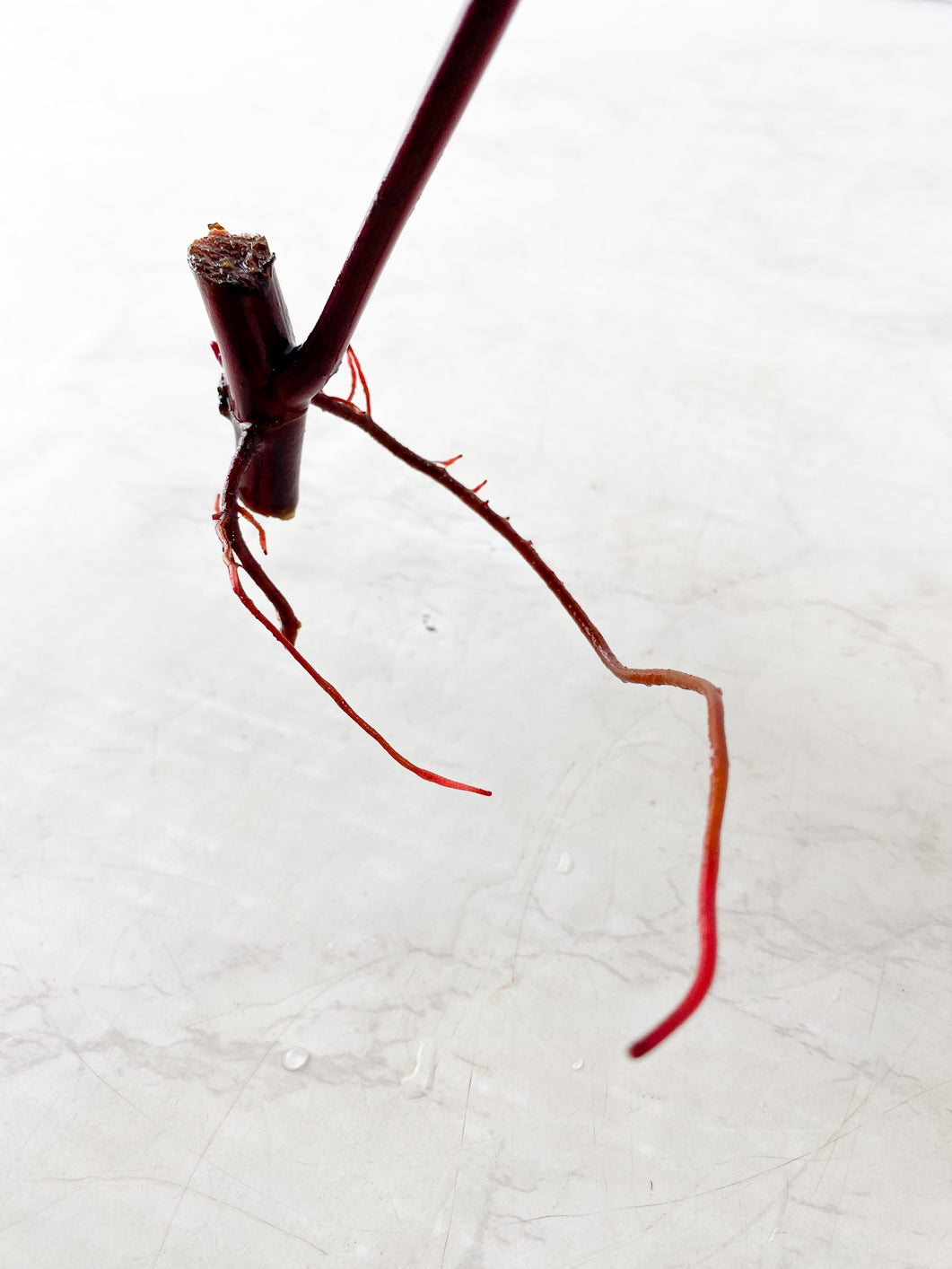 Philodendron Strawberry Shake 1 leaf 1 Sprout