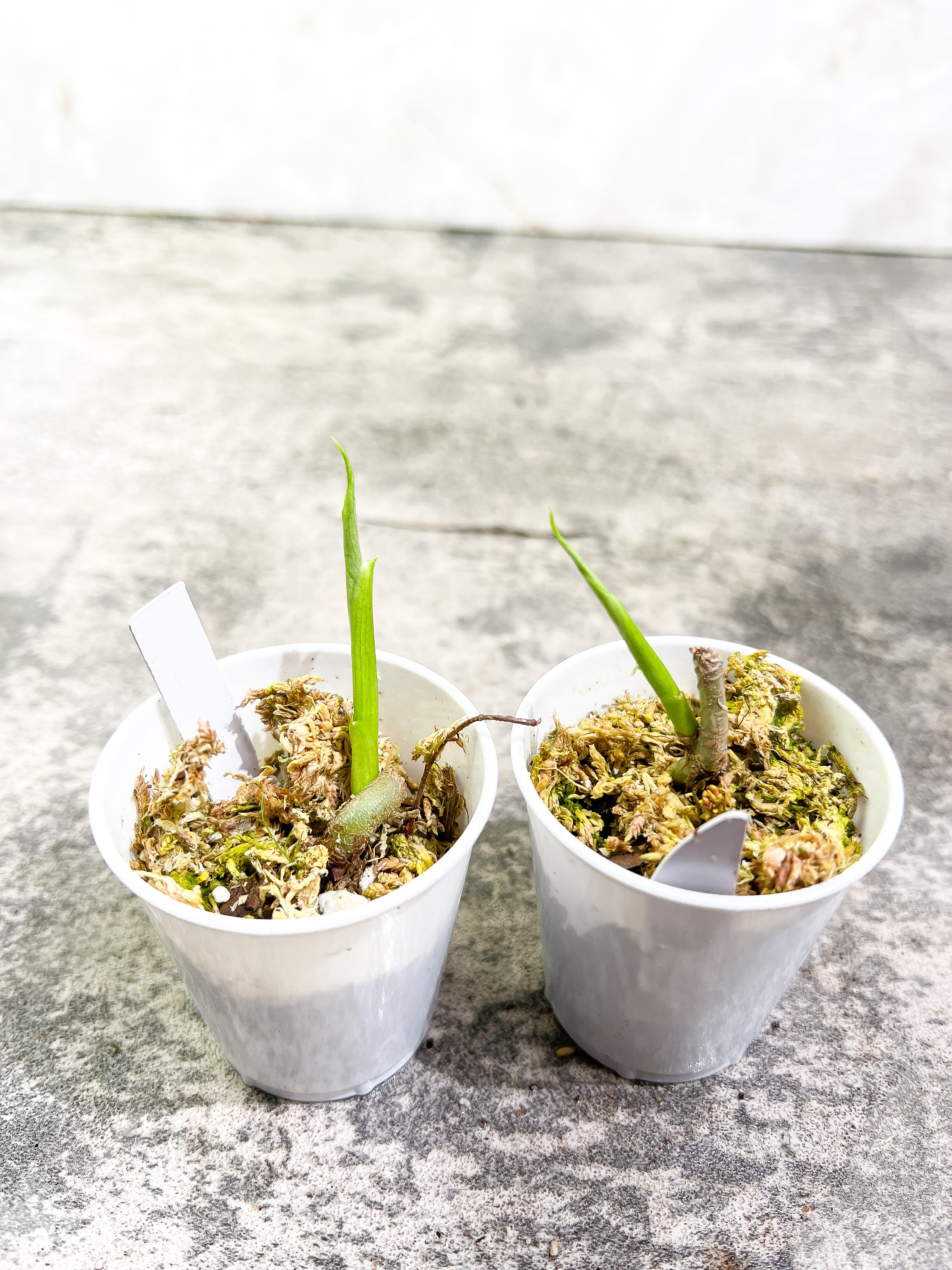 Grower Choice: Philodendron verrucosum Tambillo Rooted sprout about to unfurl