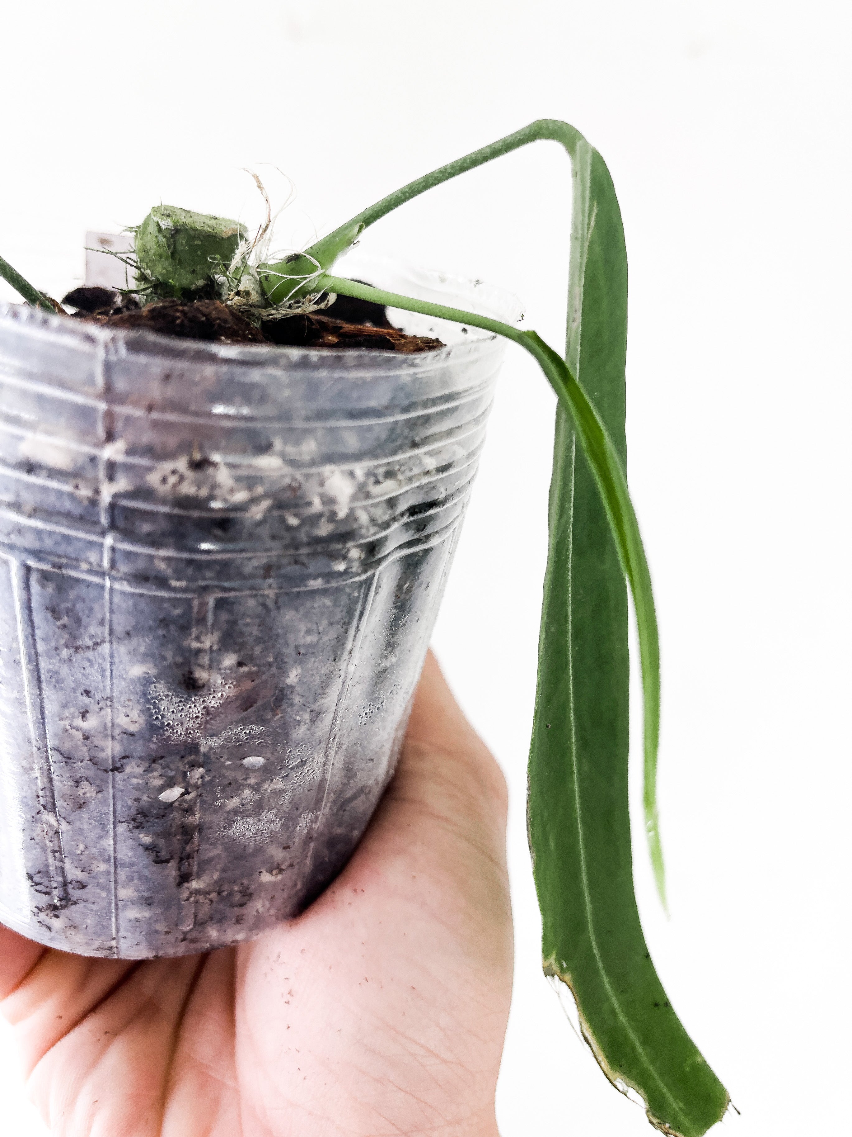Anthurium pallidiflorum rooted 3 leaves