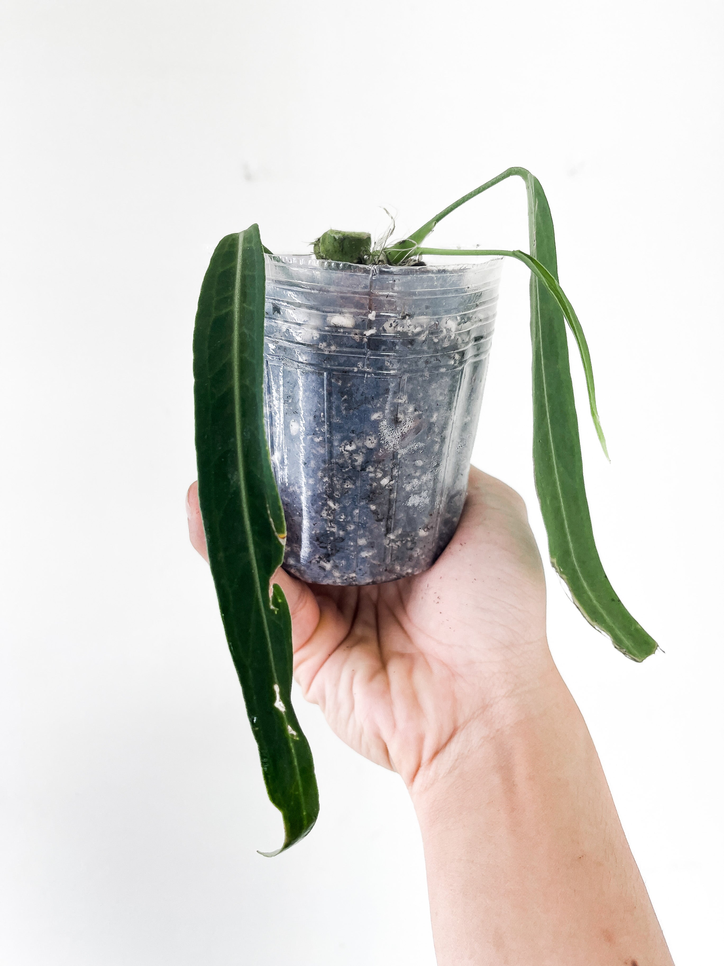 Anthurium pallidiflorum rooted 3 leaves