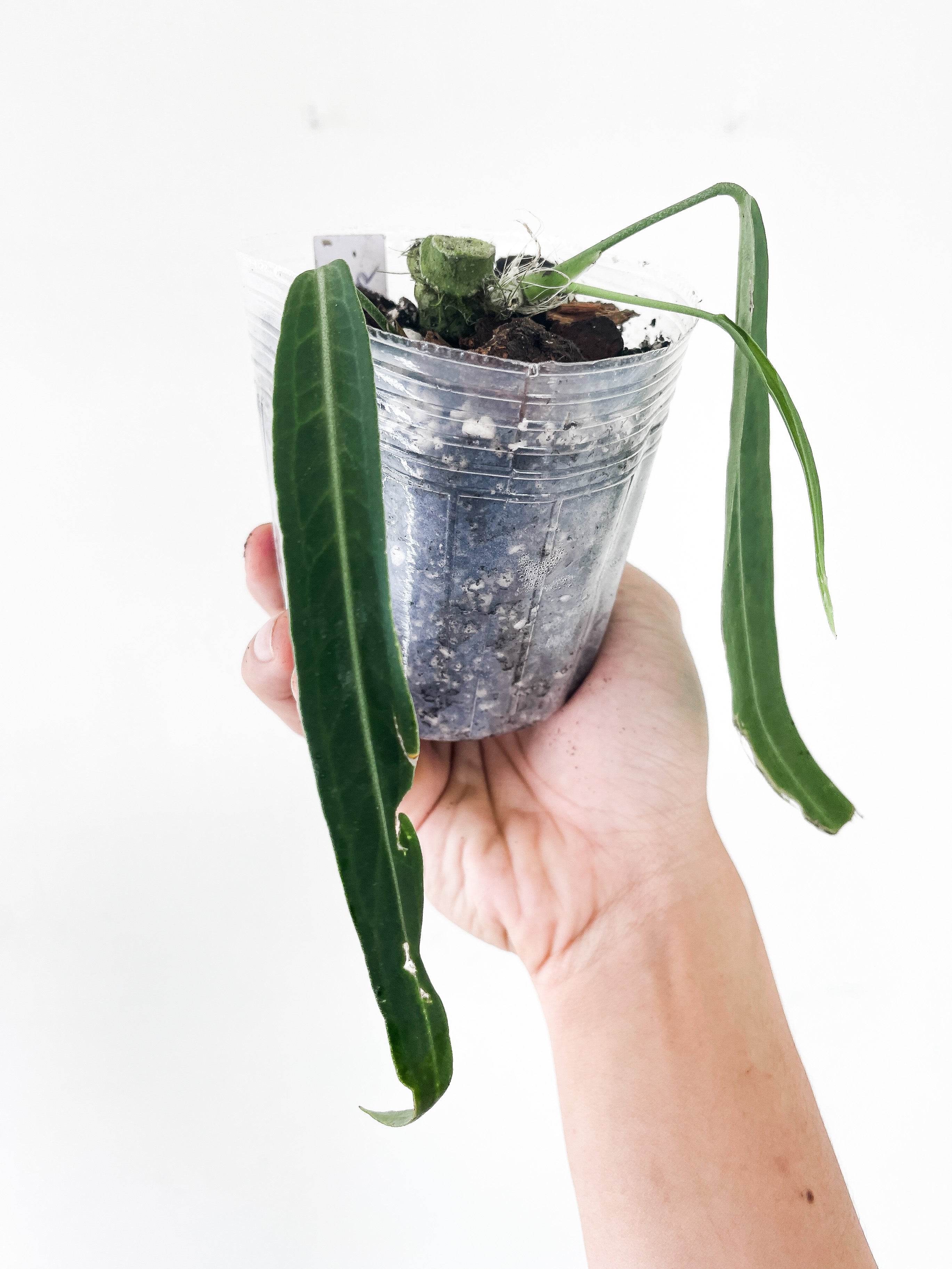 Anthurium pallidiflorum rooted 3 leaves