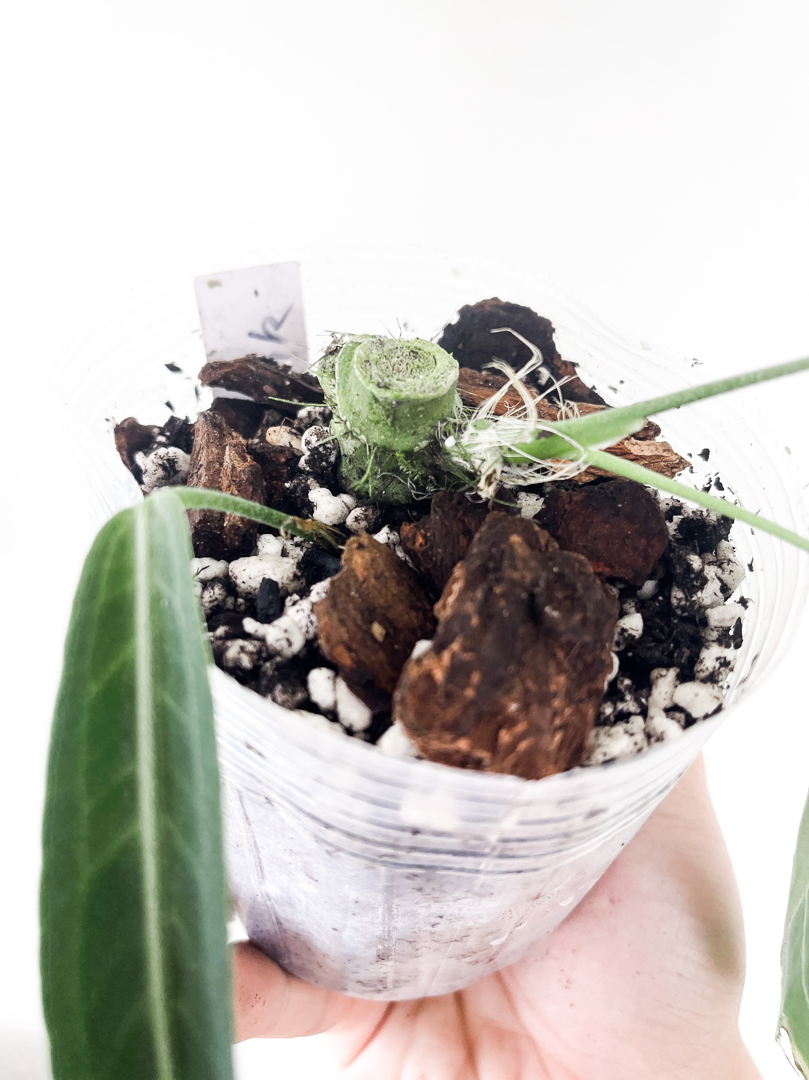Anthurium pallidiflorum rooted 3 leaves
