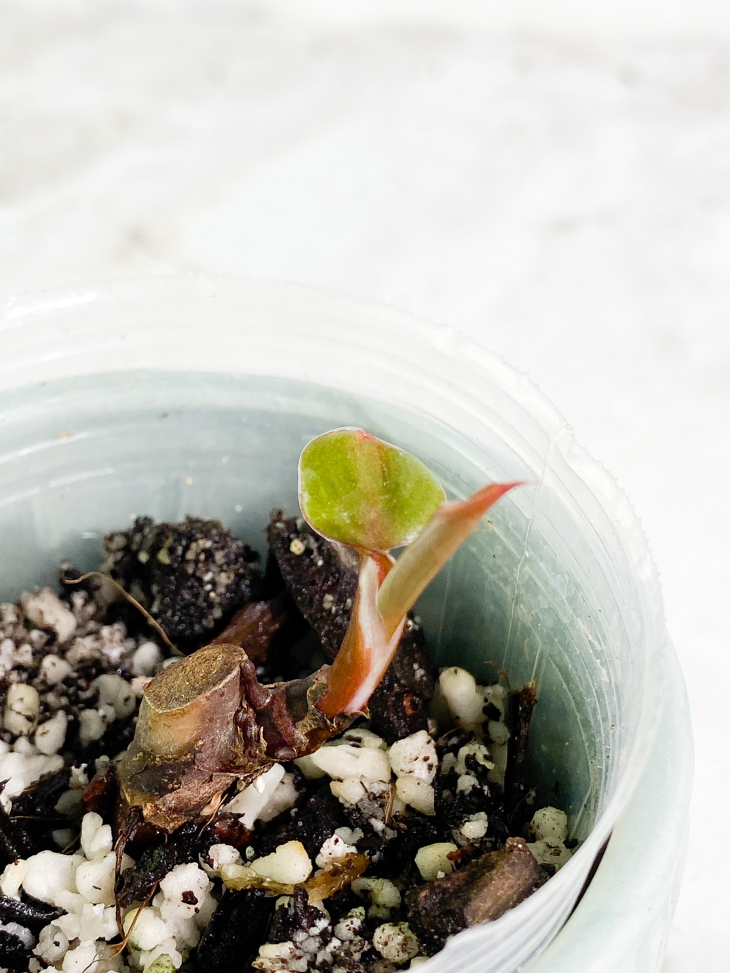 Philodendron white knight tricolor rooted 1 leaf 1 sprout