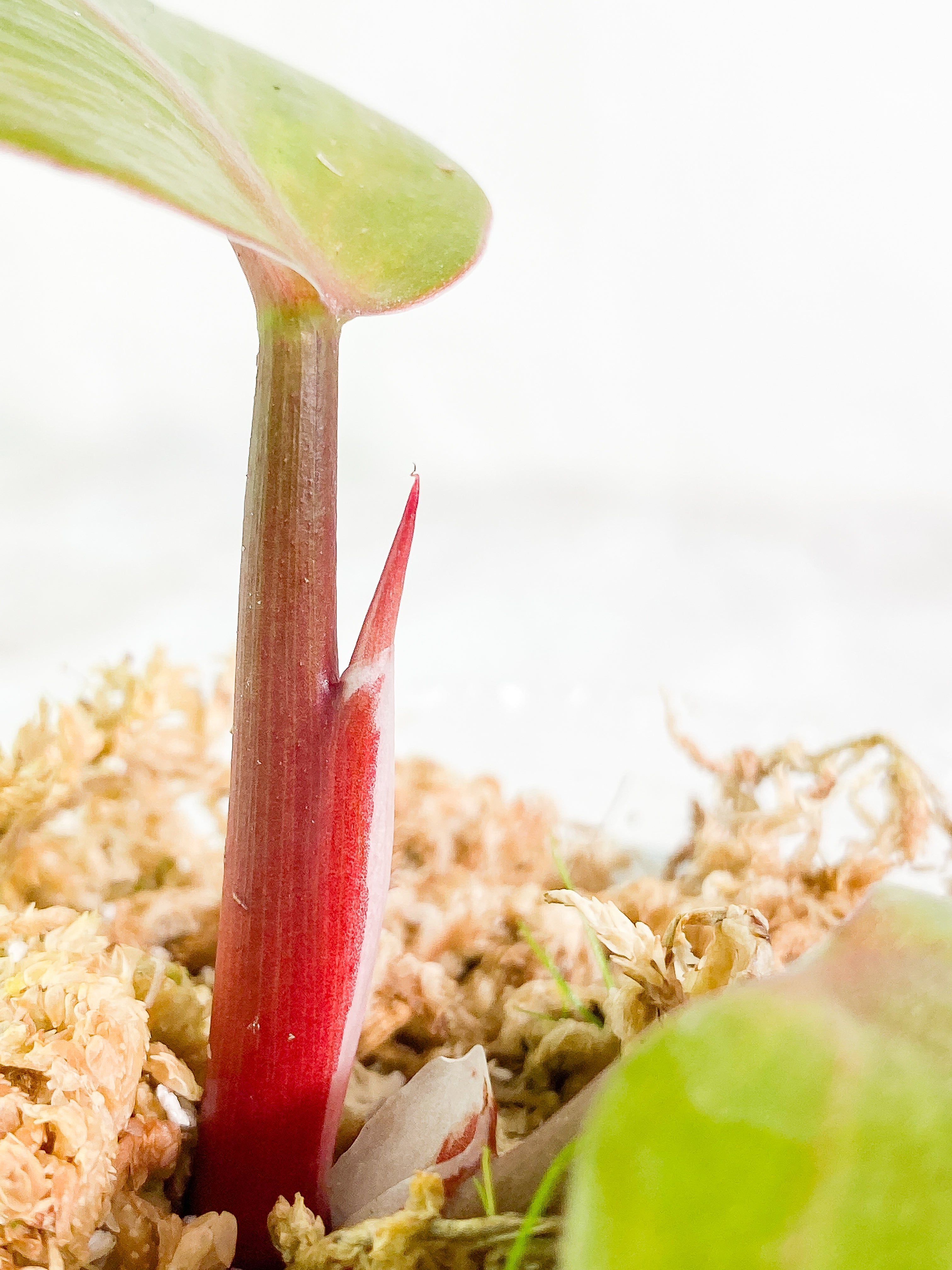 Philodendron White Knight SLIGHTLY ROOTED top cutting 2 leaves 1 sprout