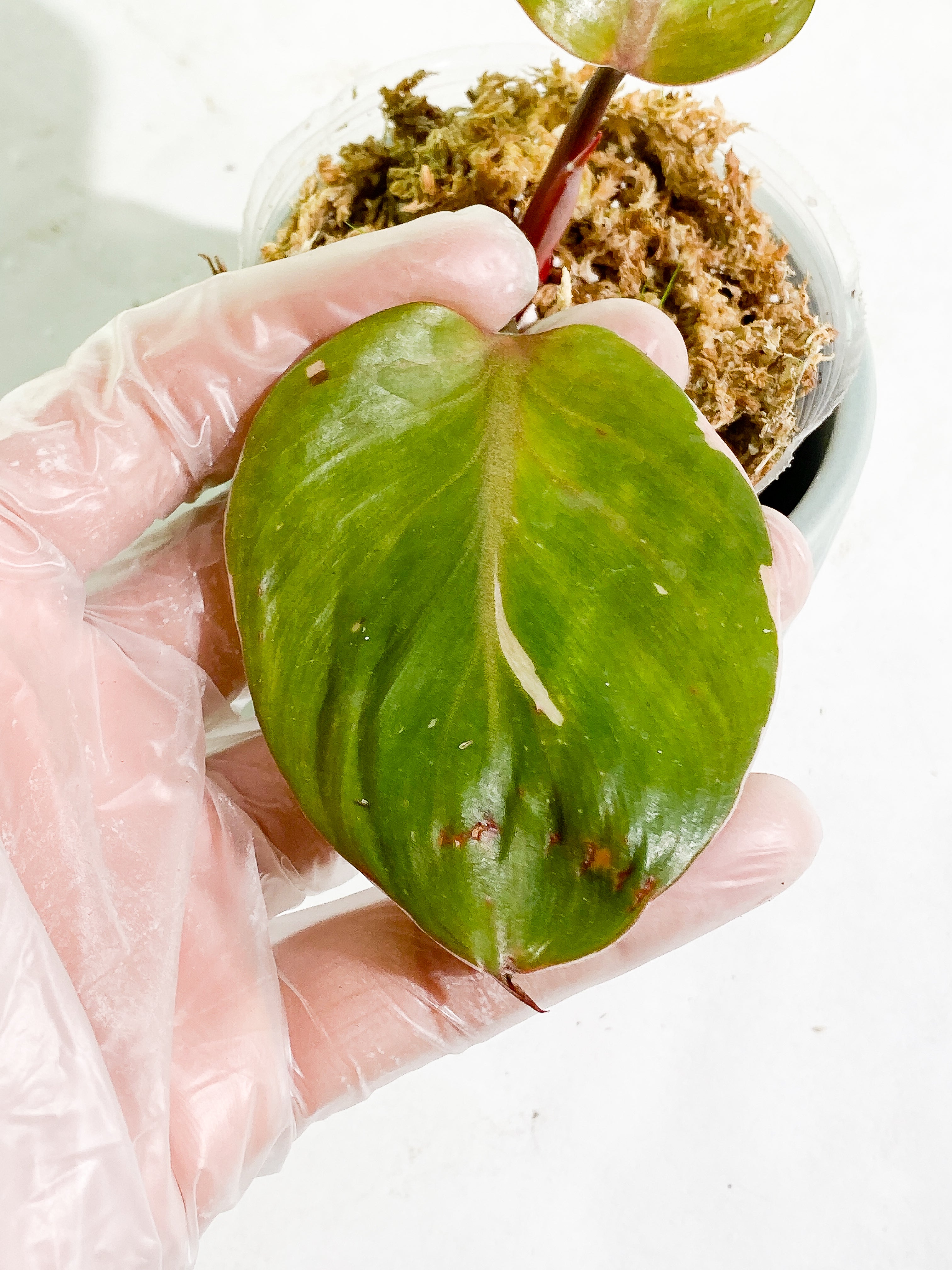 Philodendron White Knight SLIGHTLY ROOTED top cutting 2 leaves 1 sprout