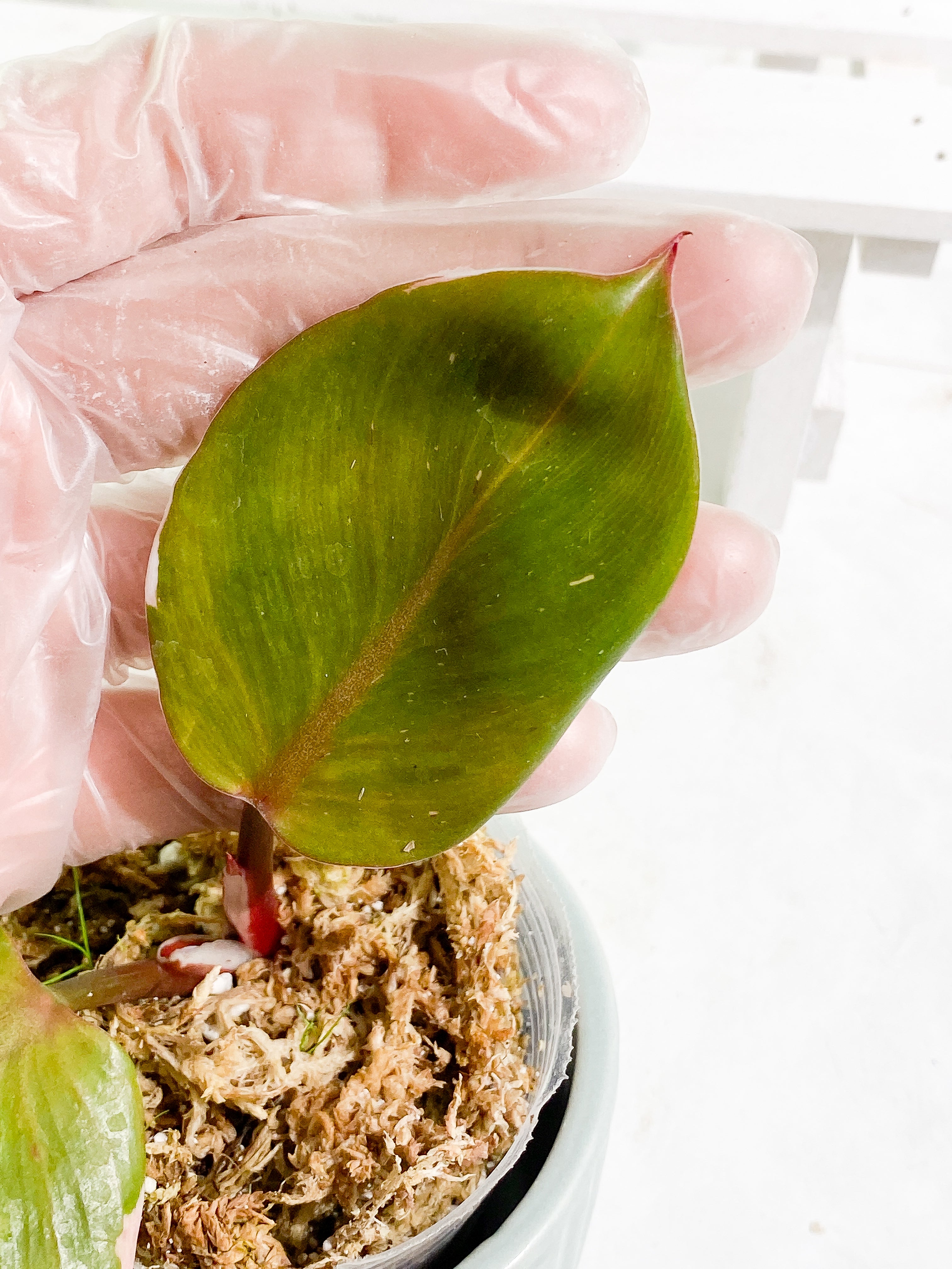 Philodendron White Knight SLIGHTLY ROOTED top cutting 2 leaves 1 sprout
