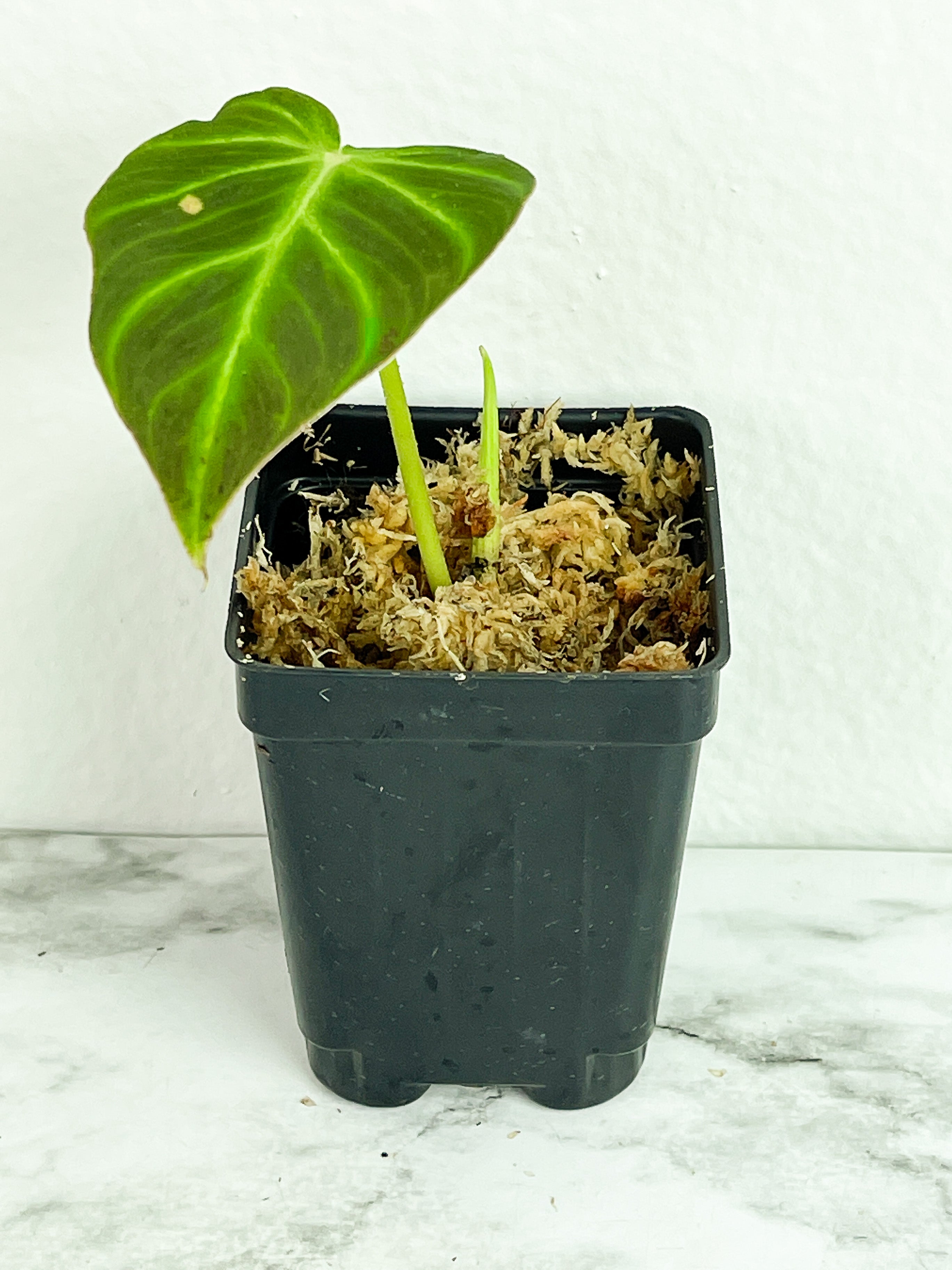 Philodendron verrucosum cobra slightly rooted. Top cutting 2 leaves (1 leaf is on the process of unfurling)