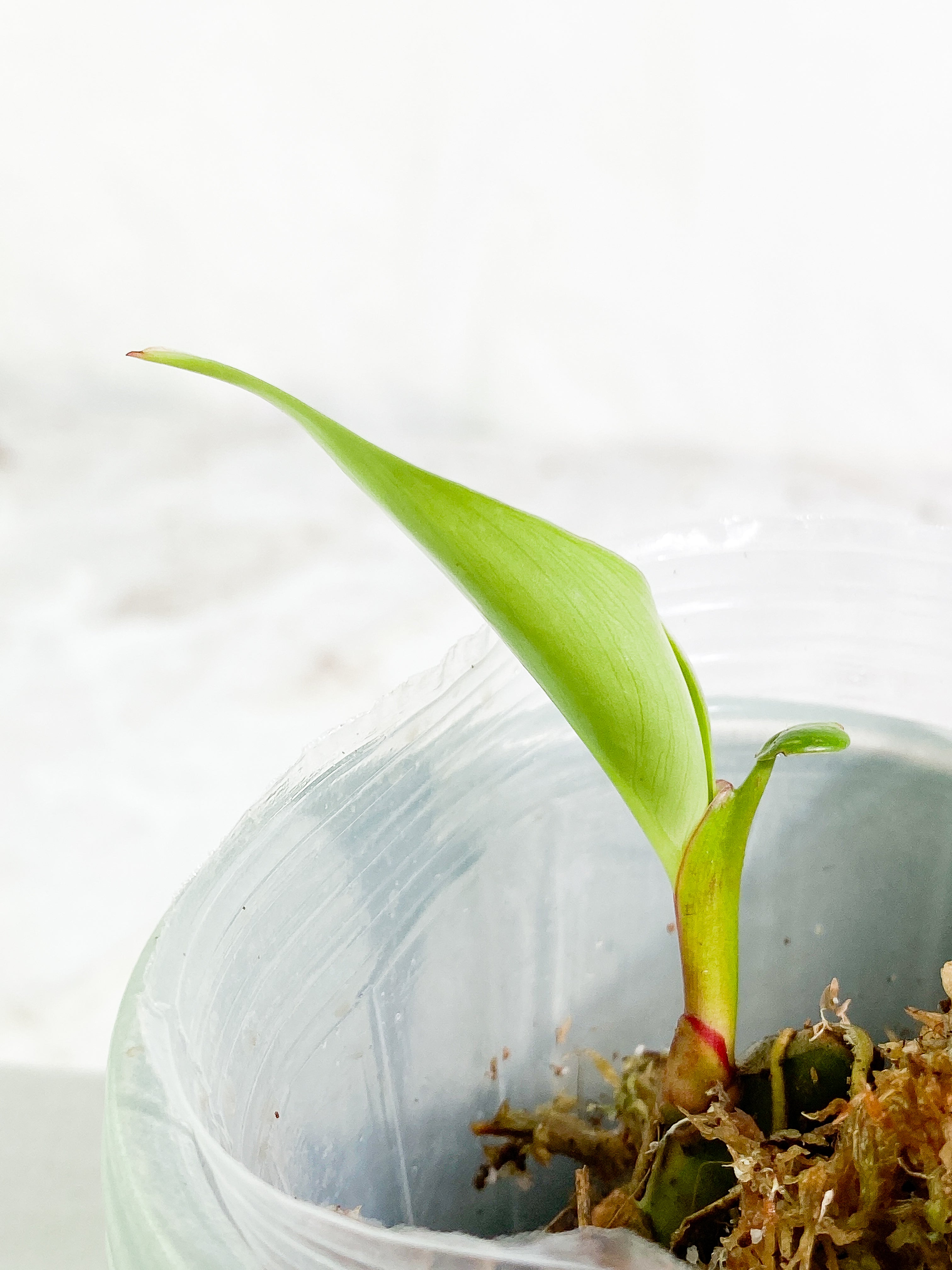 Philodendron white princess slightly rooted 1 leaf