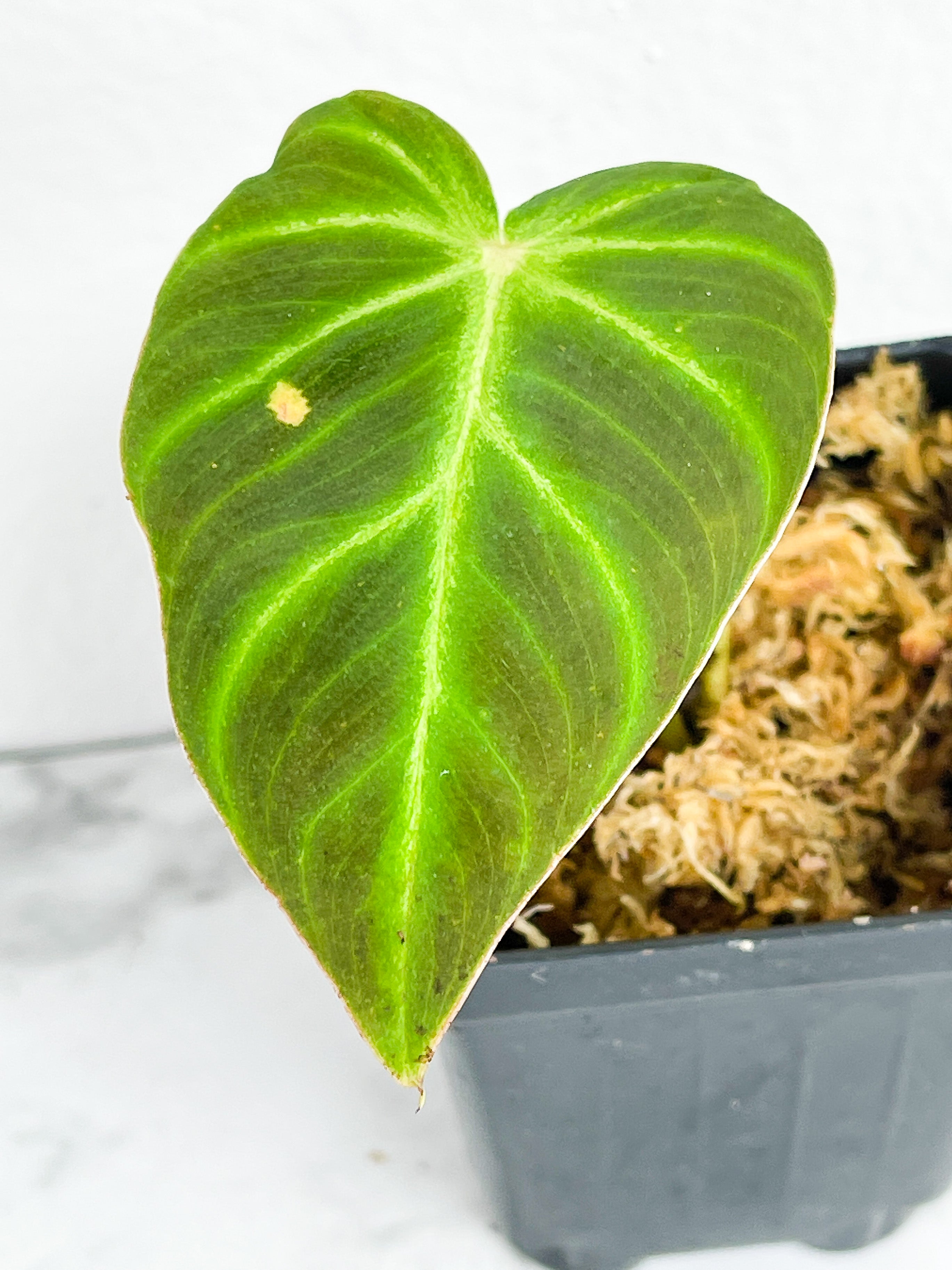 Philodendron verrucosum cobra slightly rooted. Top cutting 2 leaves (1 leaf is on the process of unfurling)