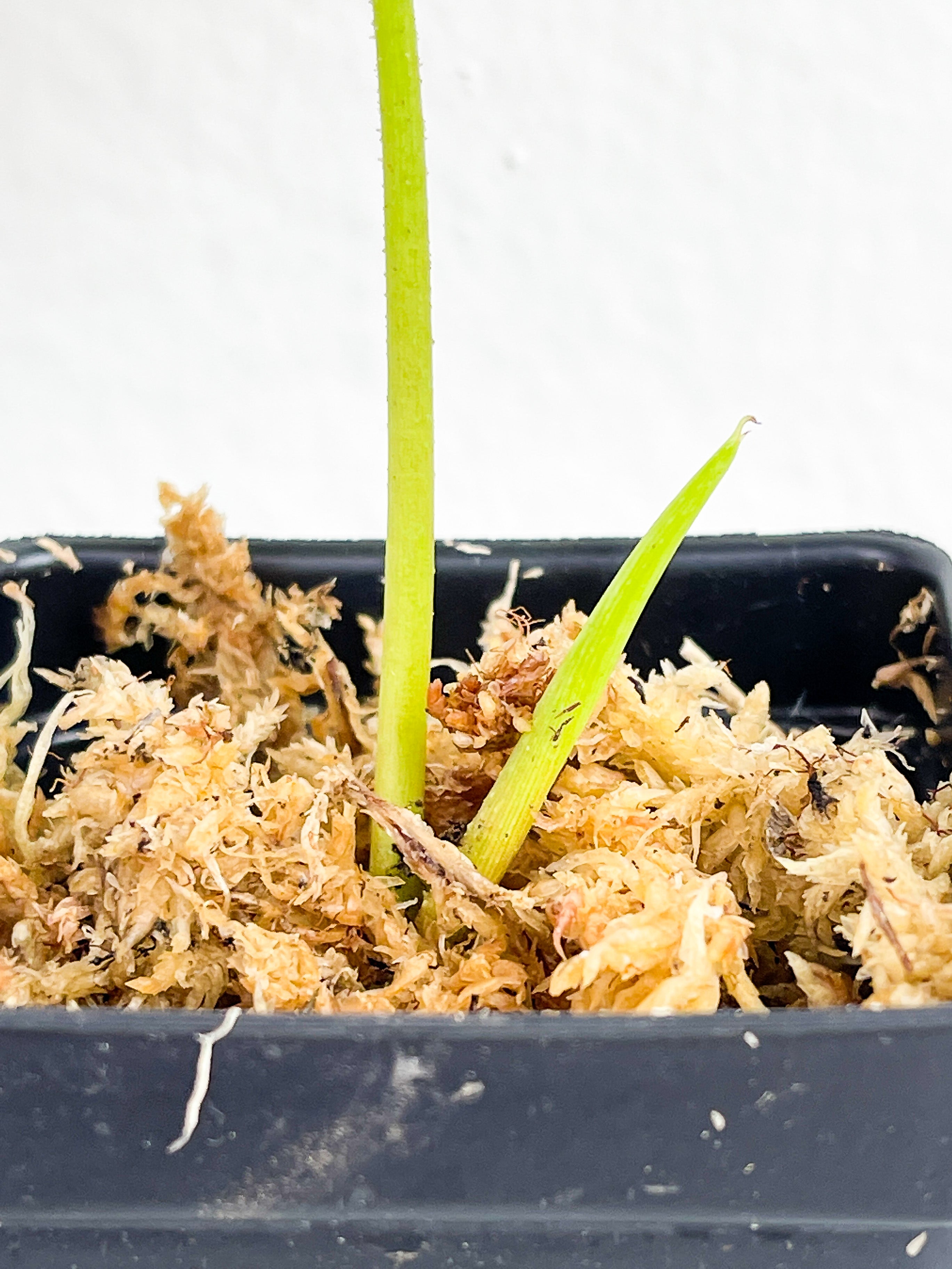 Philodendron verrucosum cobra slightly rooted. Top cutting 2 leaves (1 leaf is on the process of unfurling)