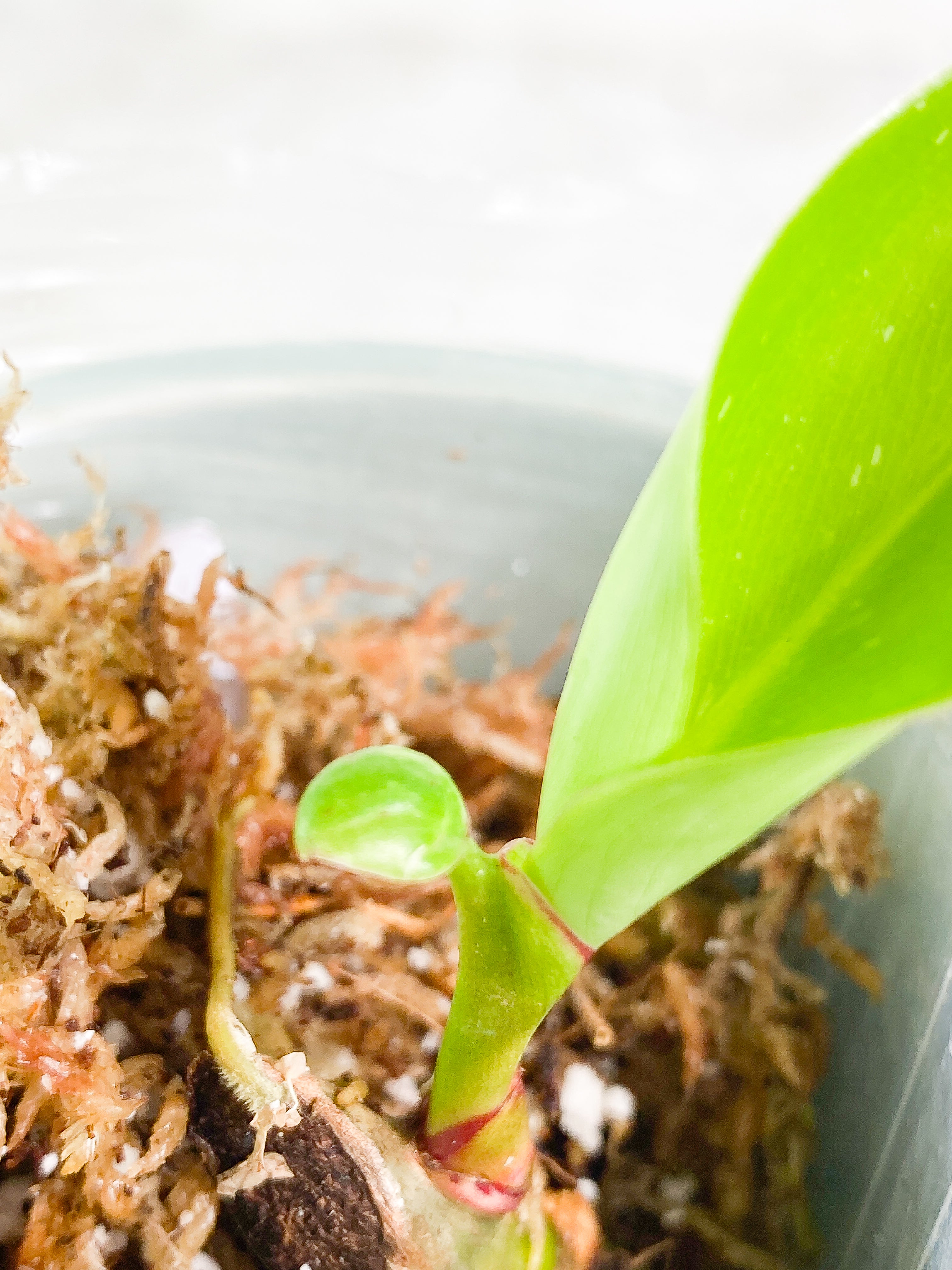 Philodendron white princess slightly rooted 1 leaf