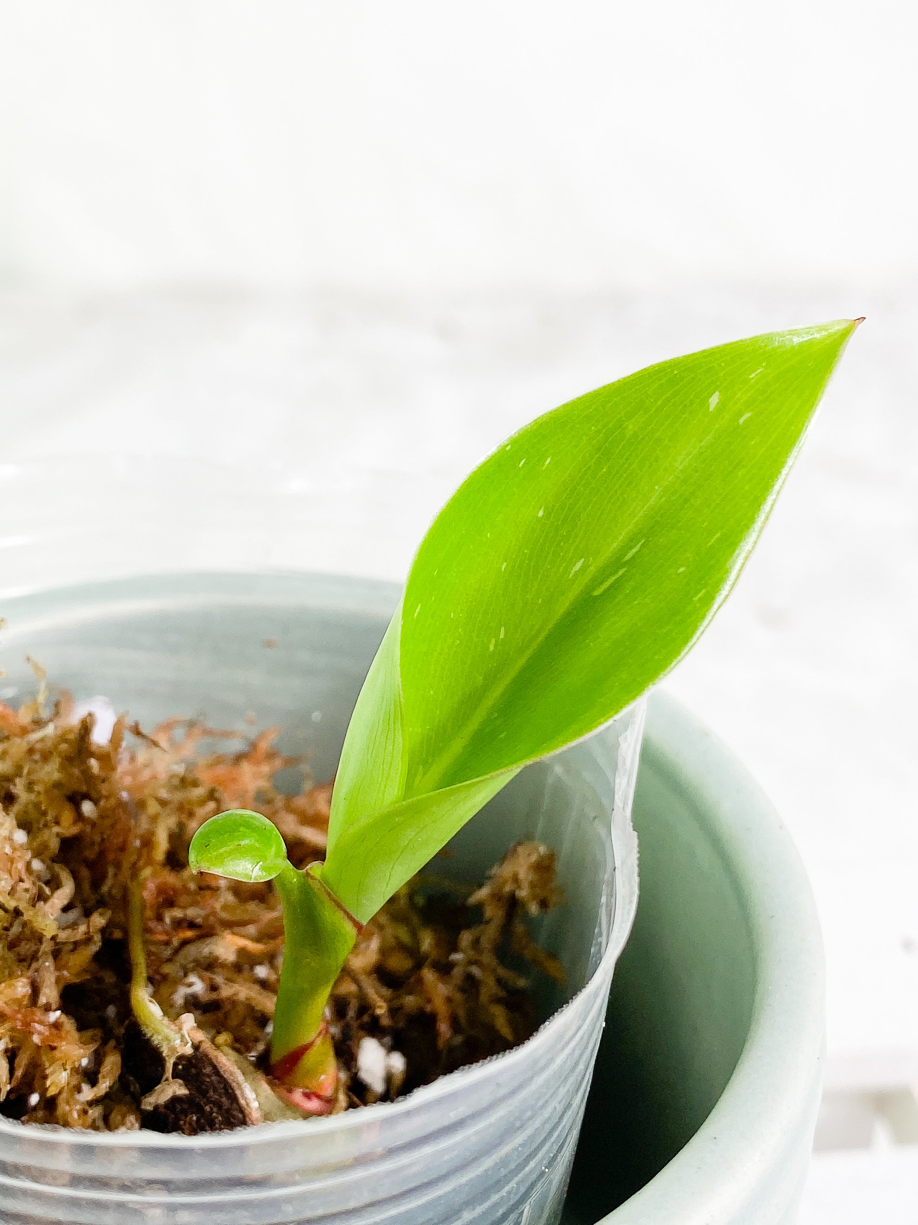 Philodendron white princess slightly rooted 1 leaf