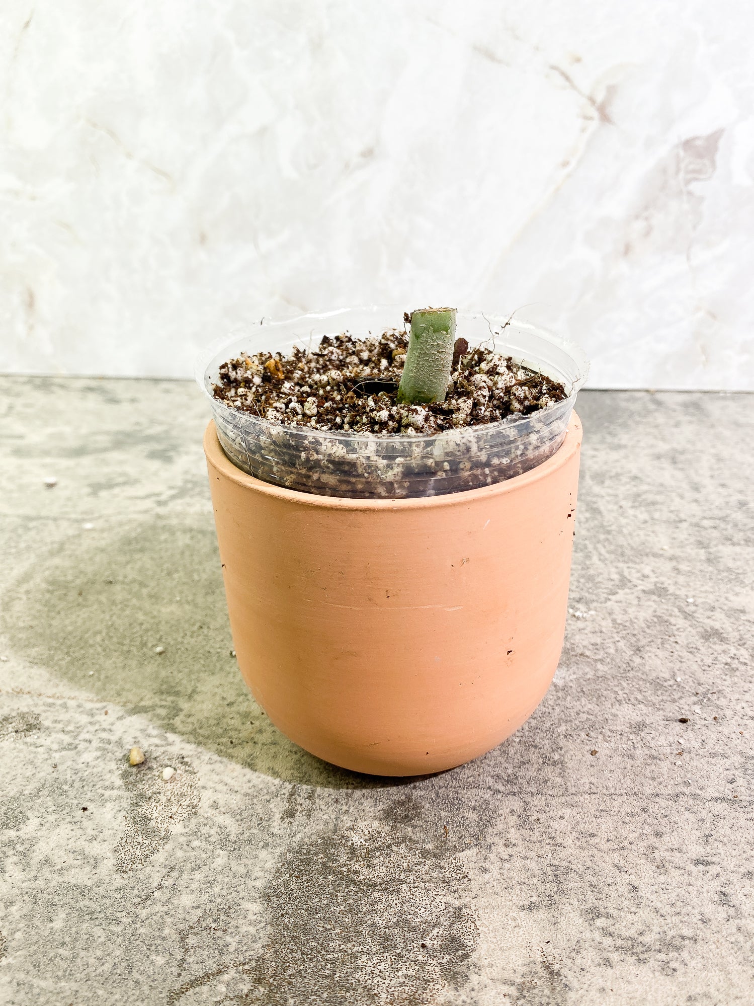 Philodendron Elegans rooted node