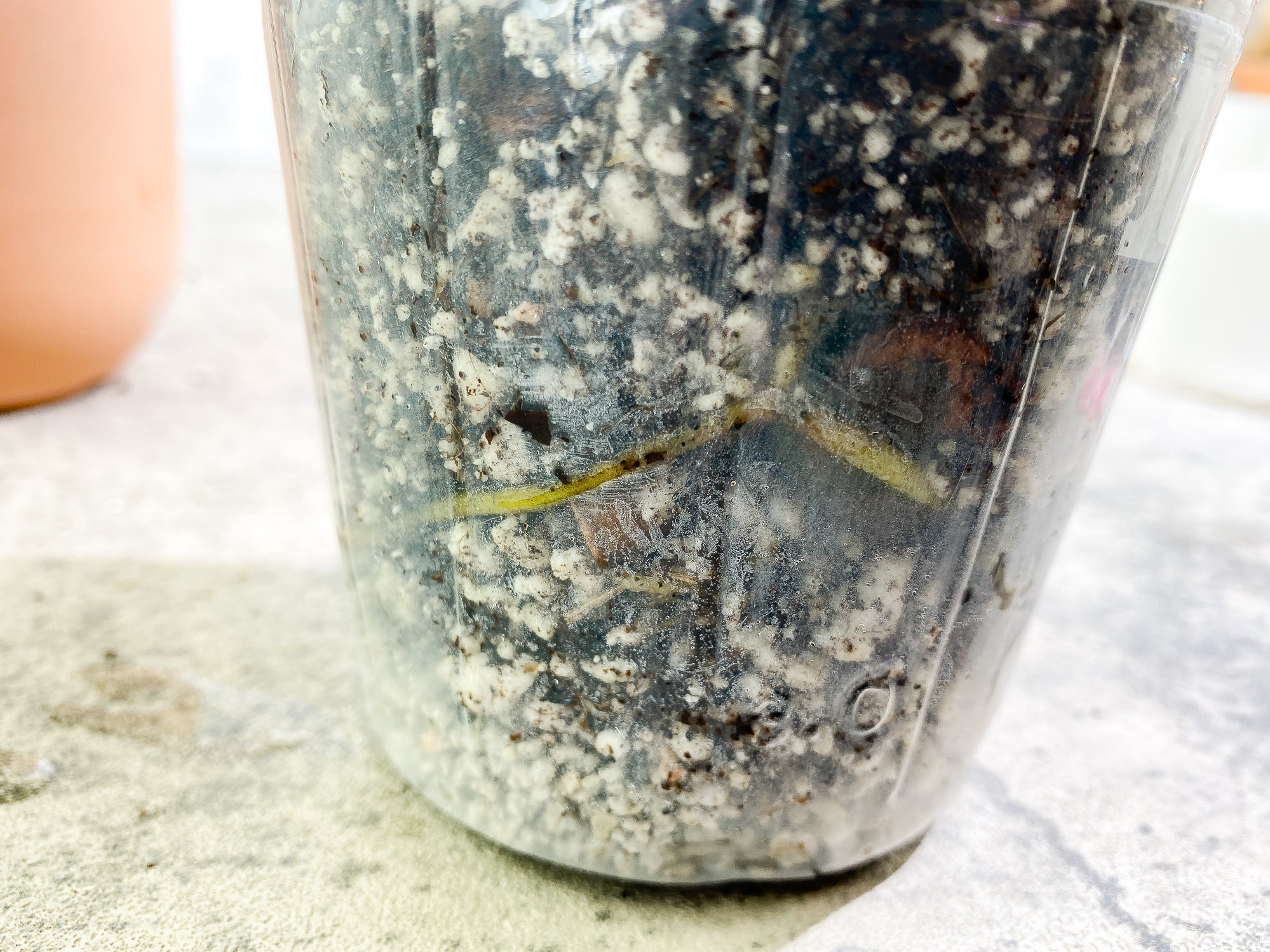 Philodendron Elegans rooted node
