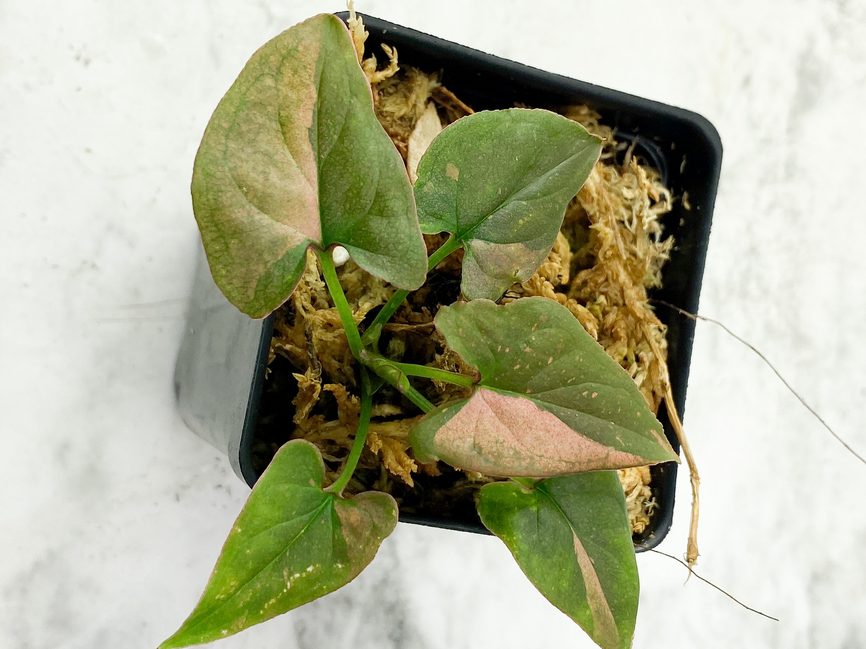 Reserved Syngonium Pink Splash Rooted
