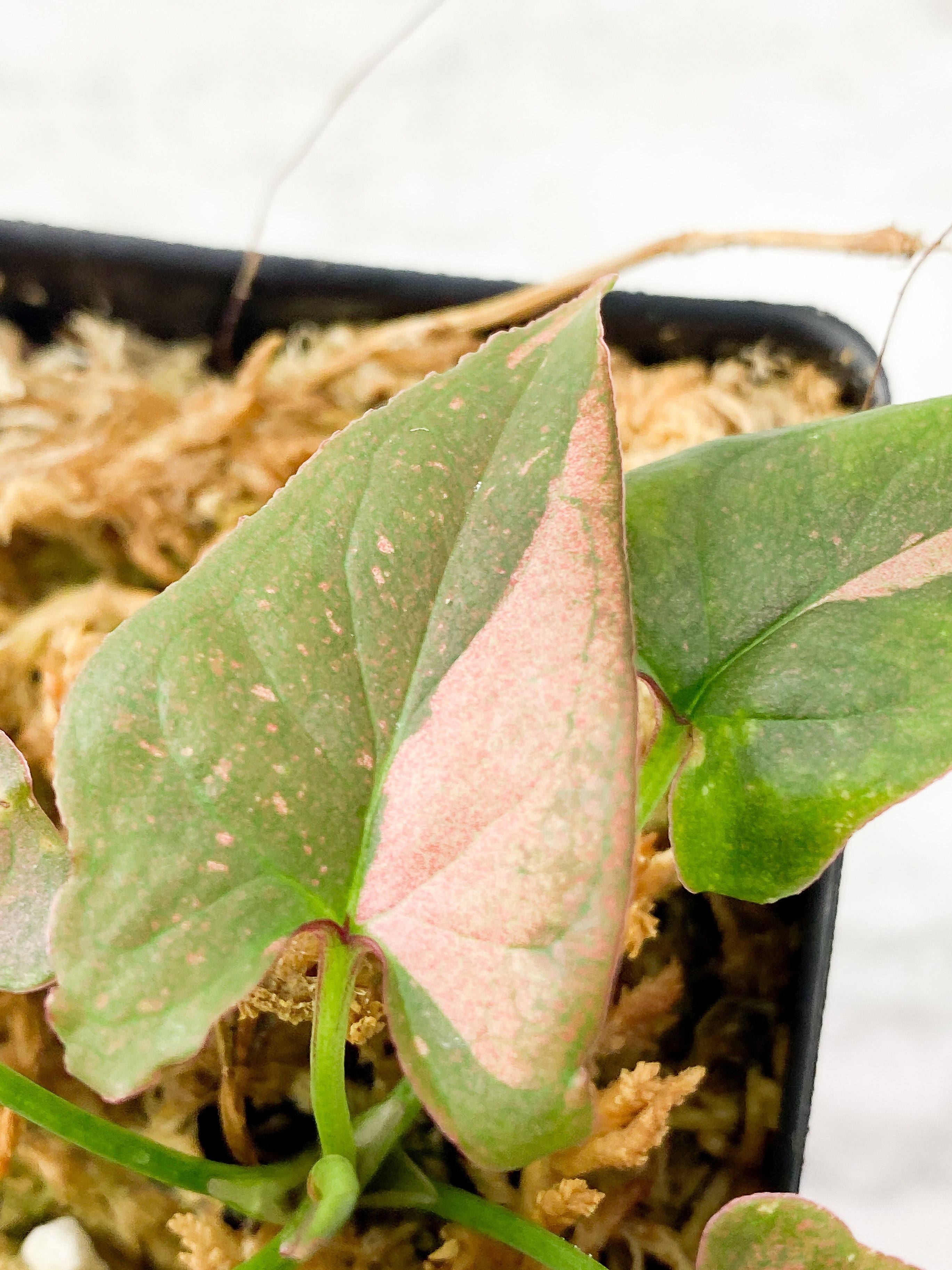Reserved Syngonium Pink Splash Rooted