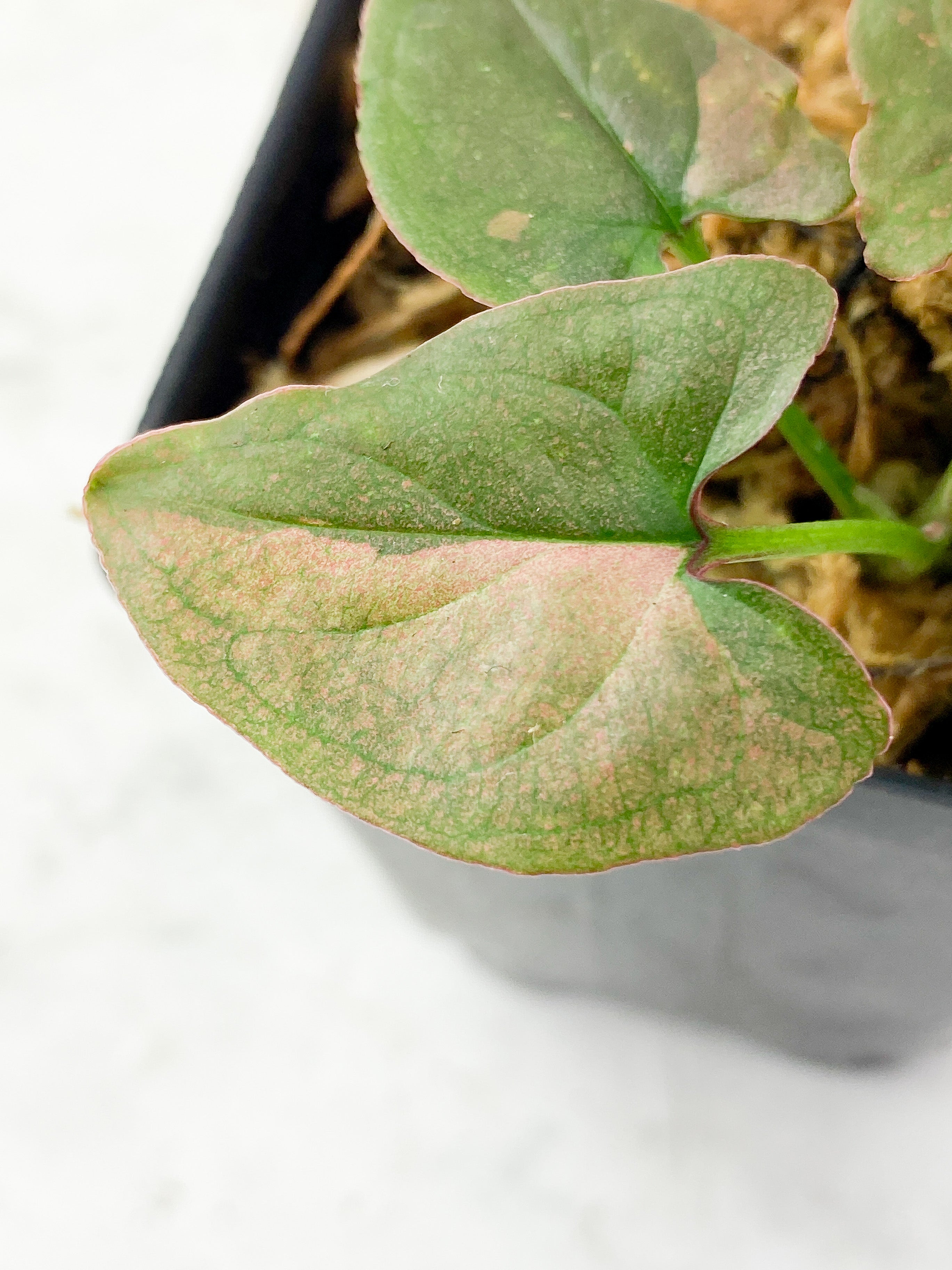 Reserved Syngonium Pink Splash Rooted
