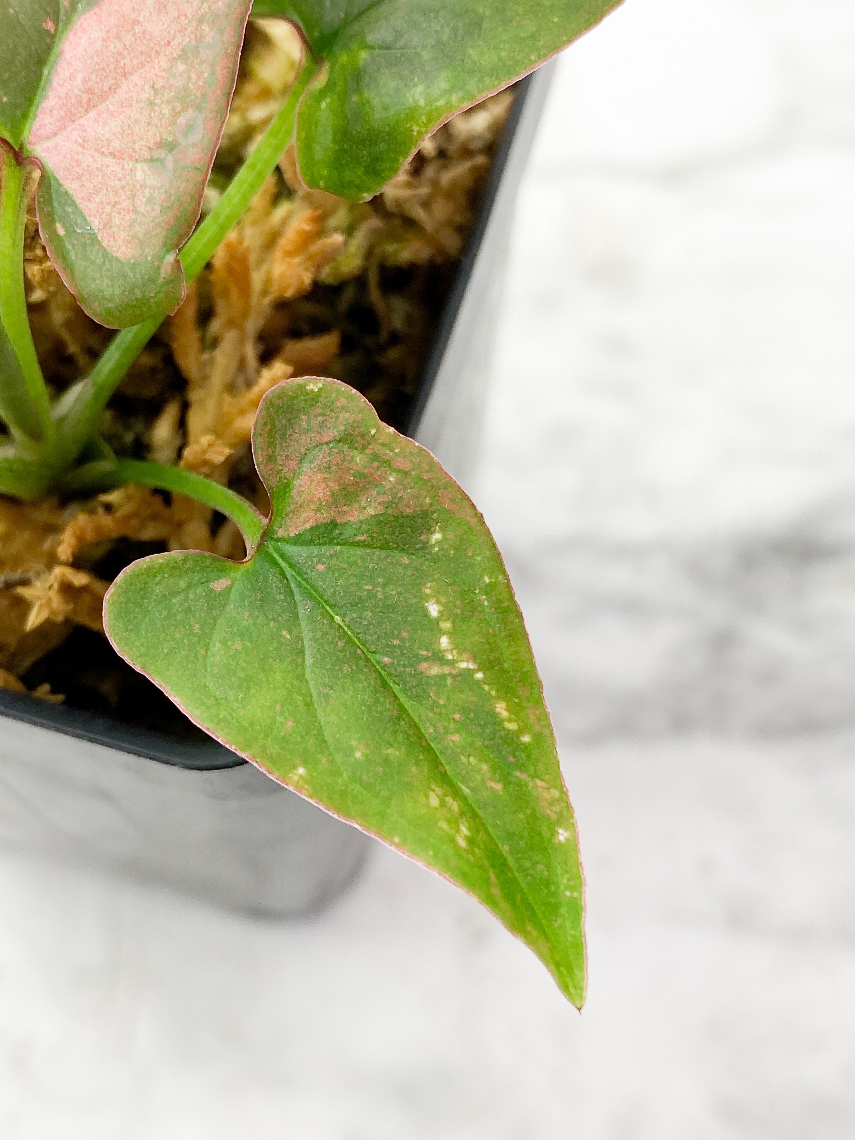 Reserved Syngonium Pink Splash Rooted
