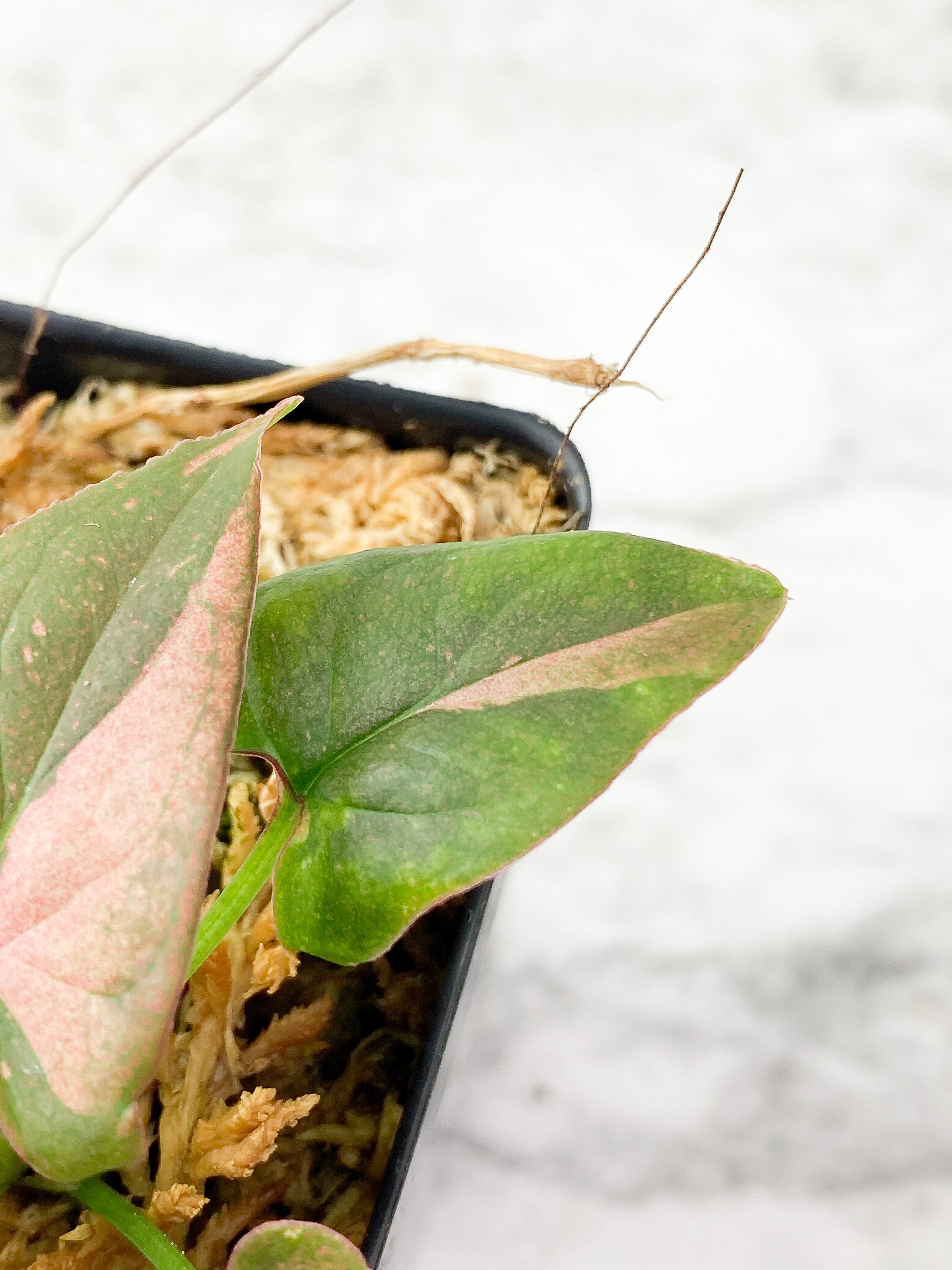 Reserved Syngonium Pink Splash Rooted