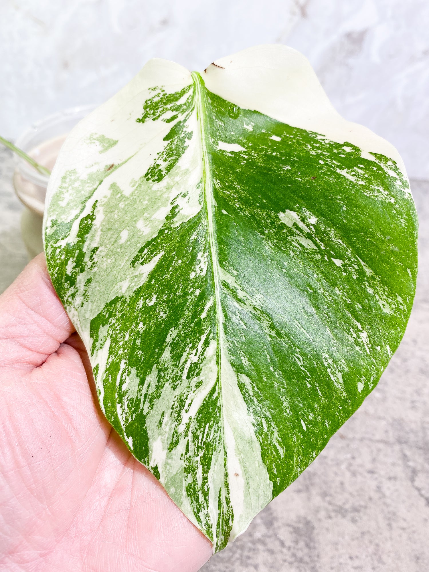 Monstera Albo 2 leaves rooting
