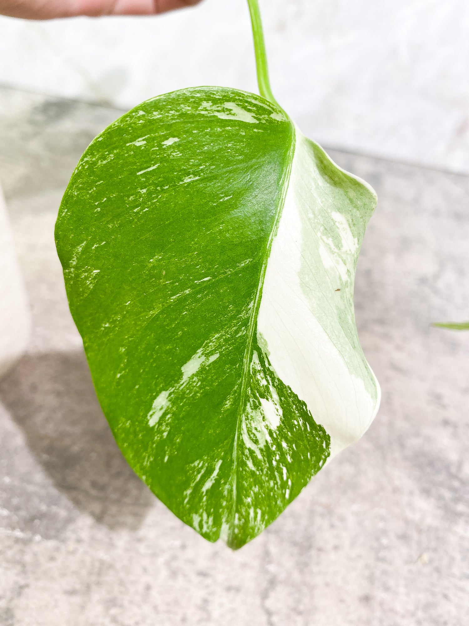 Monstera Albo 2 leaves rooting