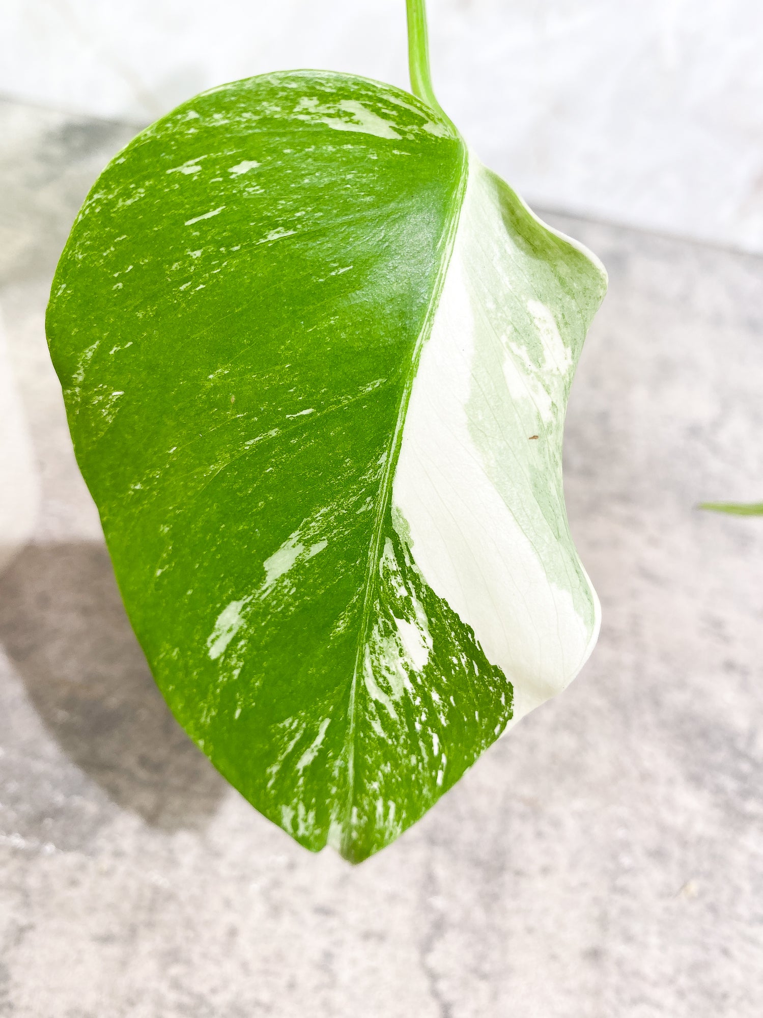Monstera Albo 2 leaves rooting