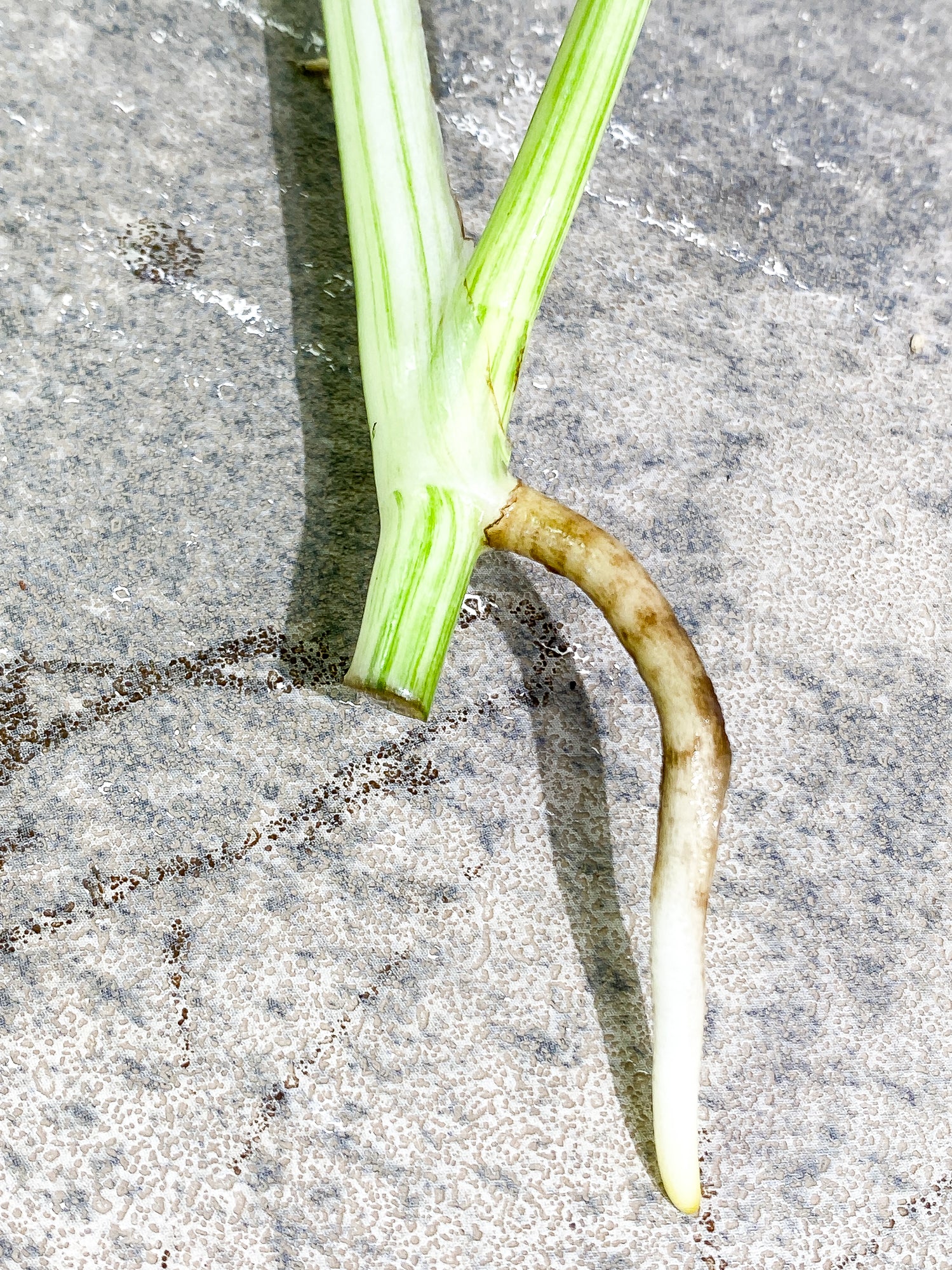 Monstera Albo 2 leaves rooting