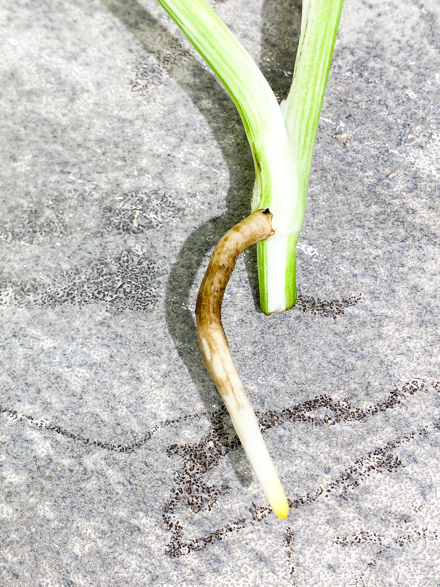 Monstera Albo 2 leaves rooting