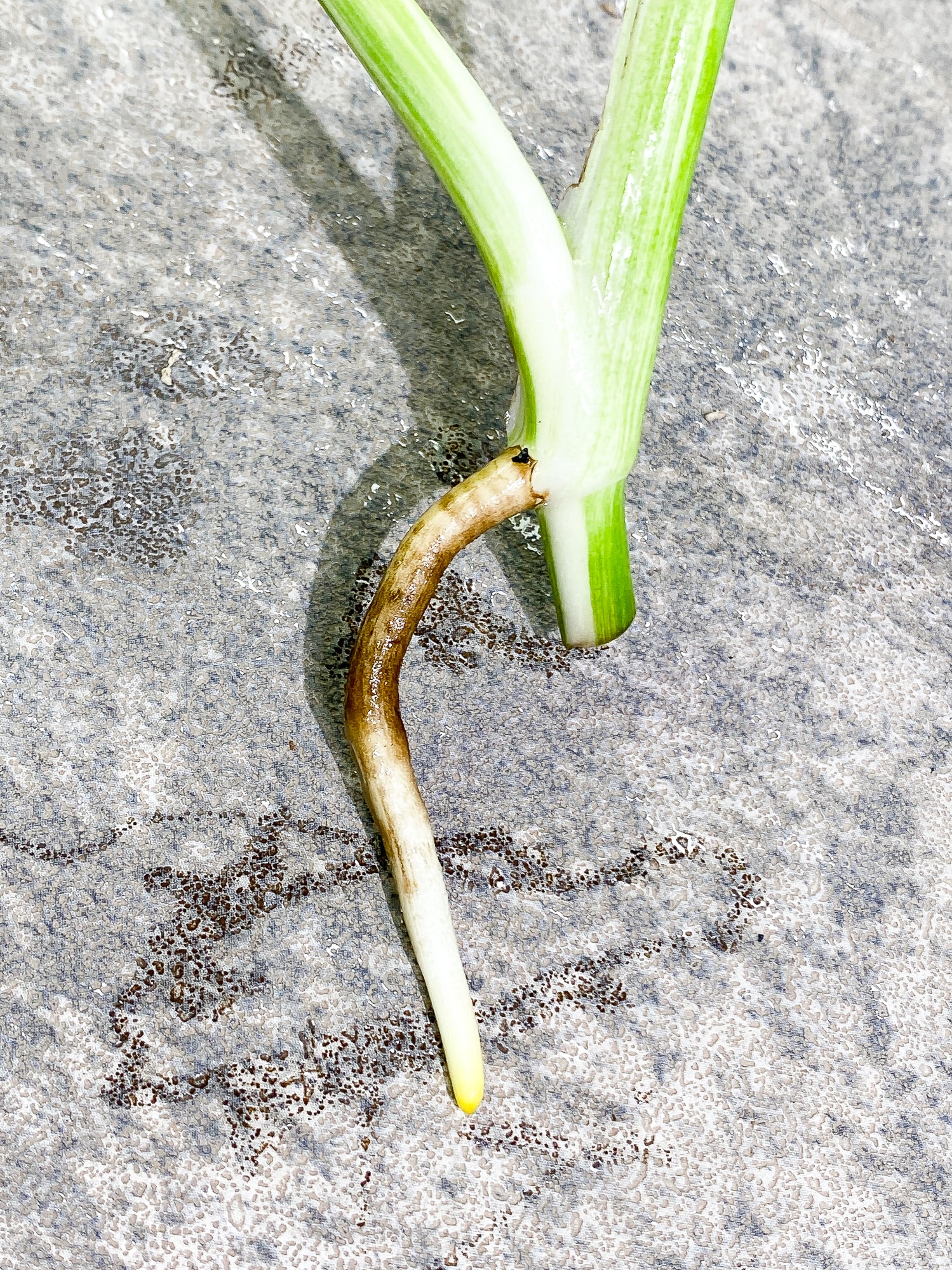 Monstera Albo 2 leaves rooting