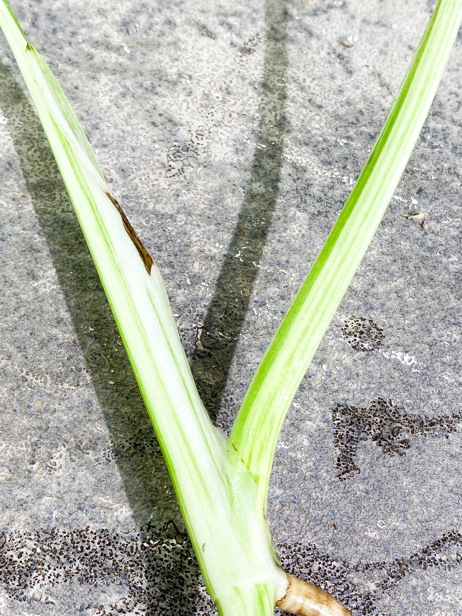Monstera Albo 2 leaves rooting