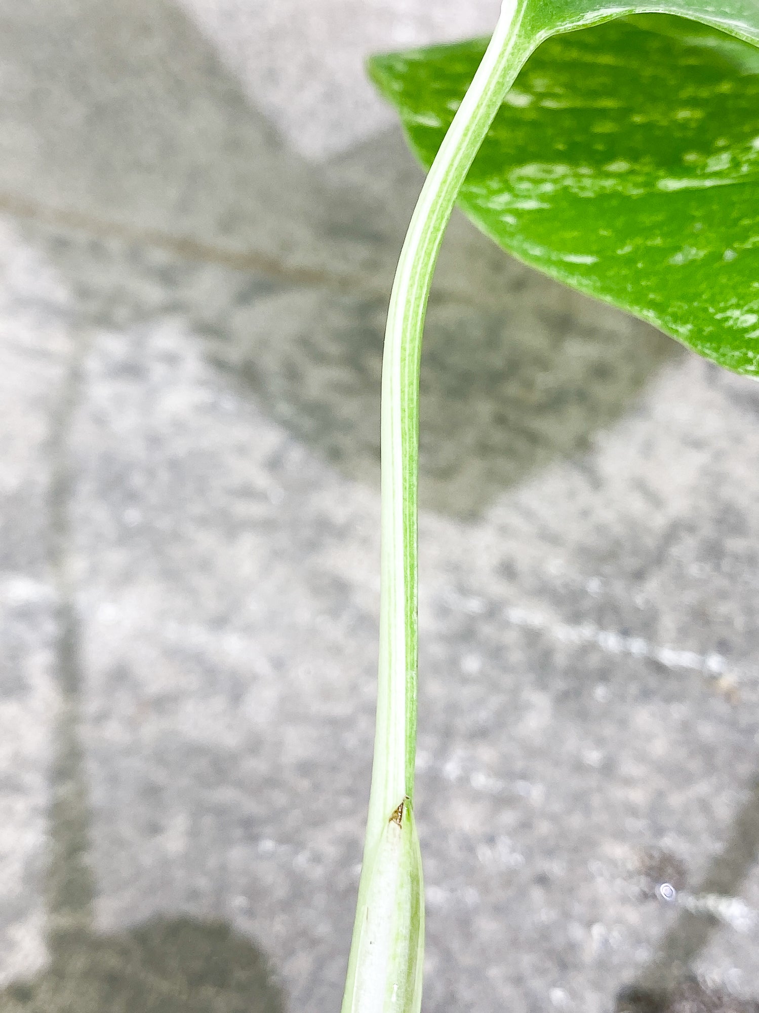 Monstera Albo 2 leaves rooting