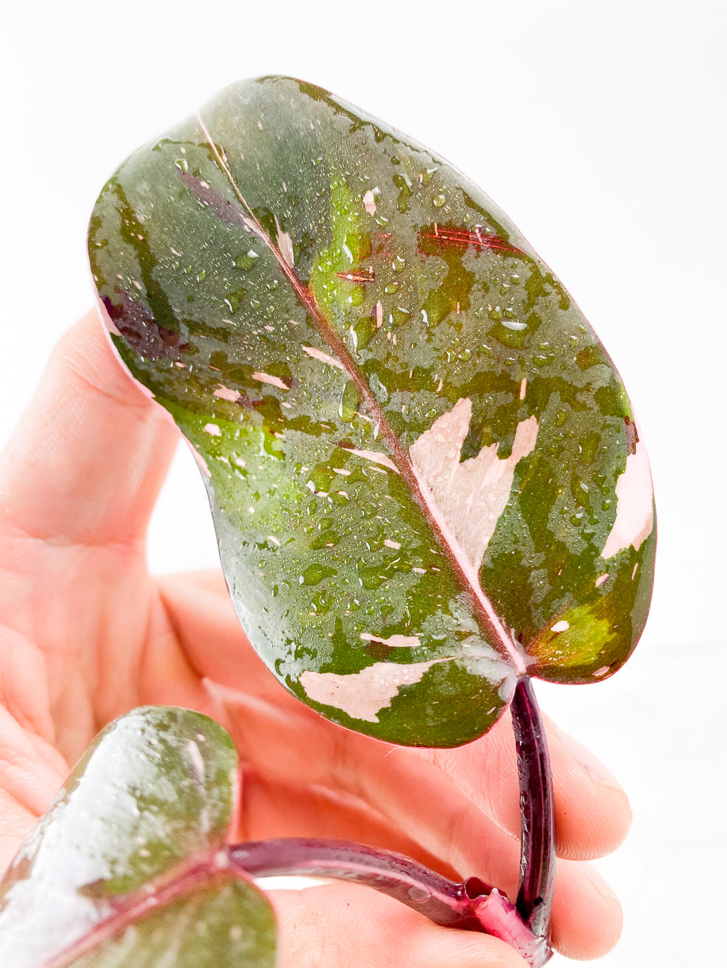 Philodendron red Anderson 2 leaves Top Cutting Rooting